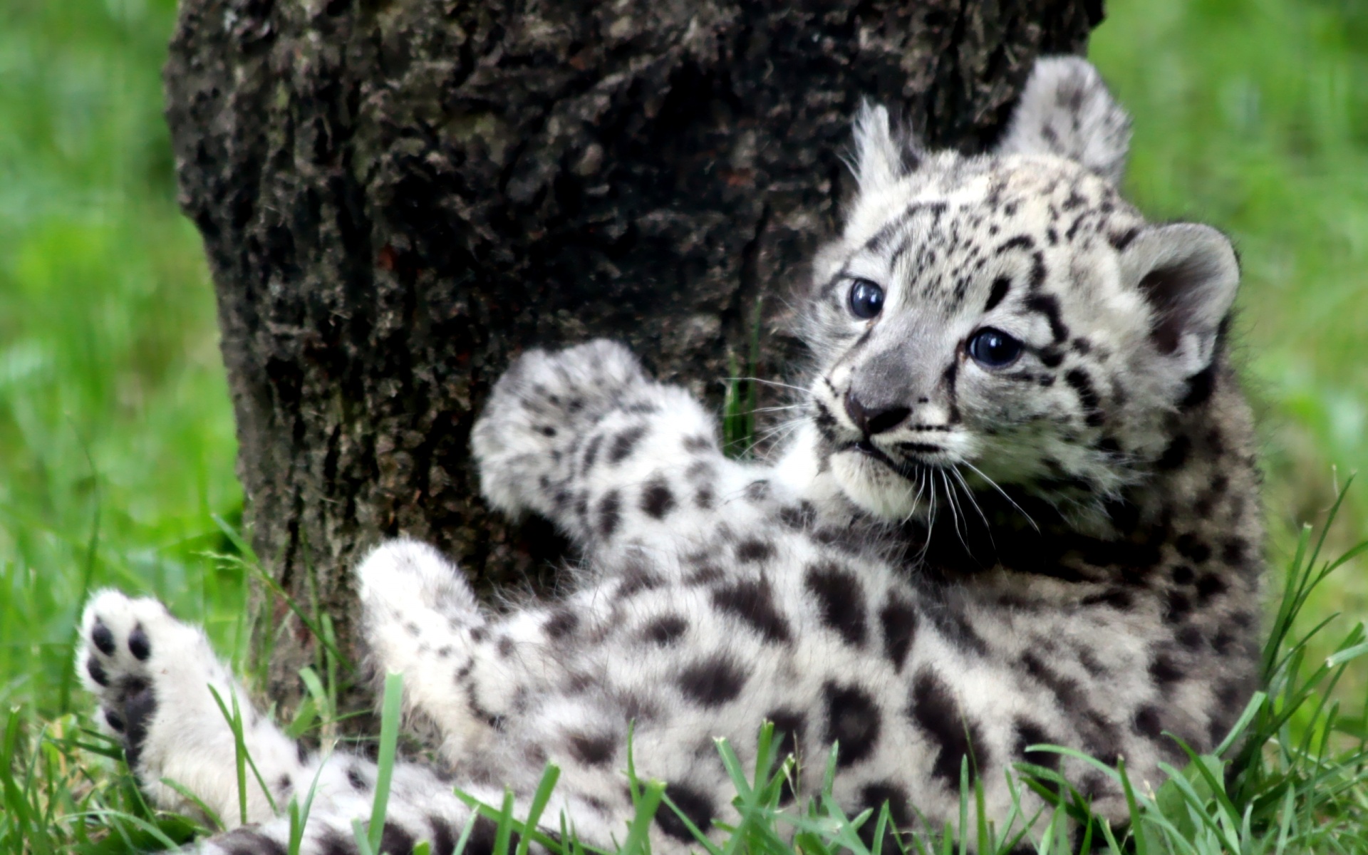Baby Snow Leopard Cub - HD Wallpaper 