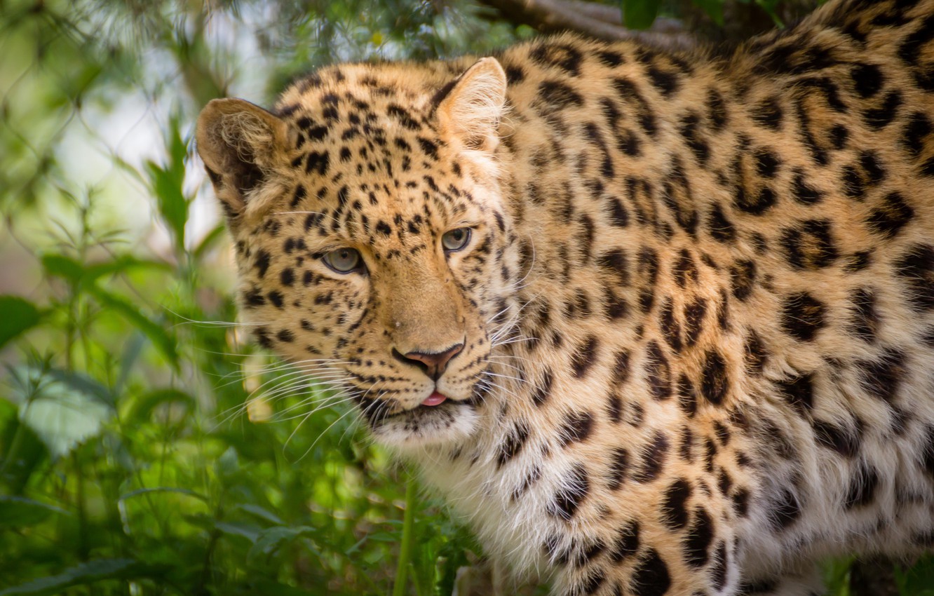 Photo Wallpaper Leopard, Wild Cat, The Amur Leopard - HD Wallpaper 