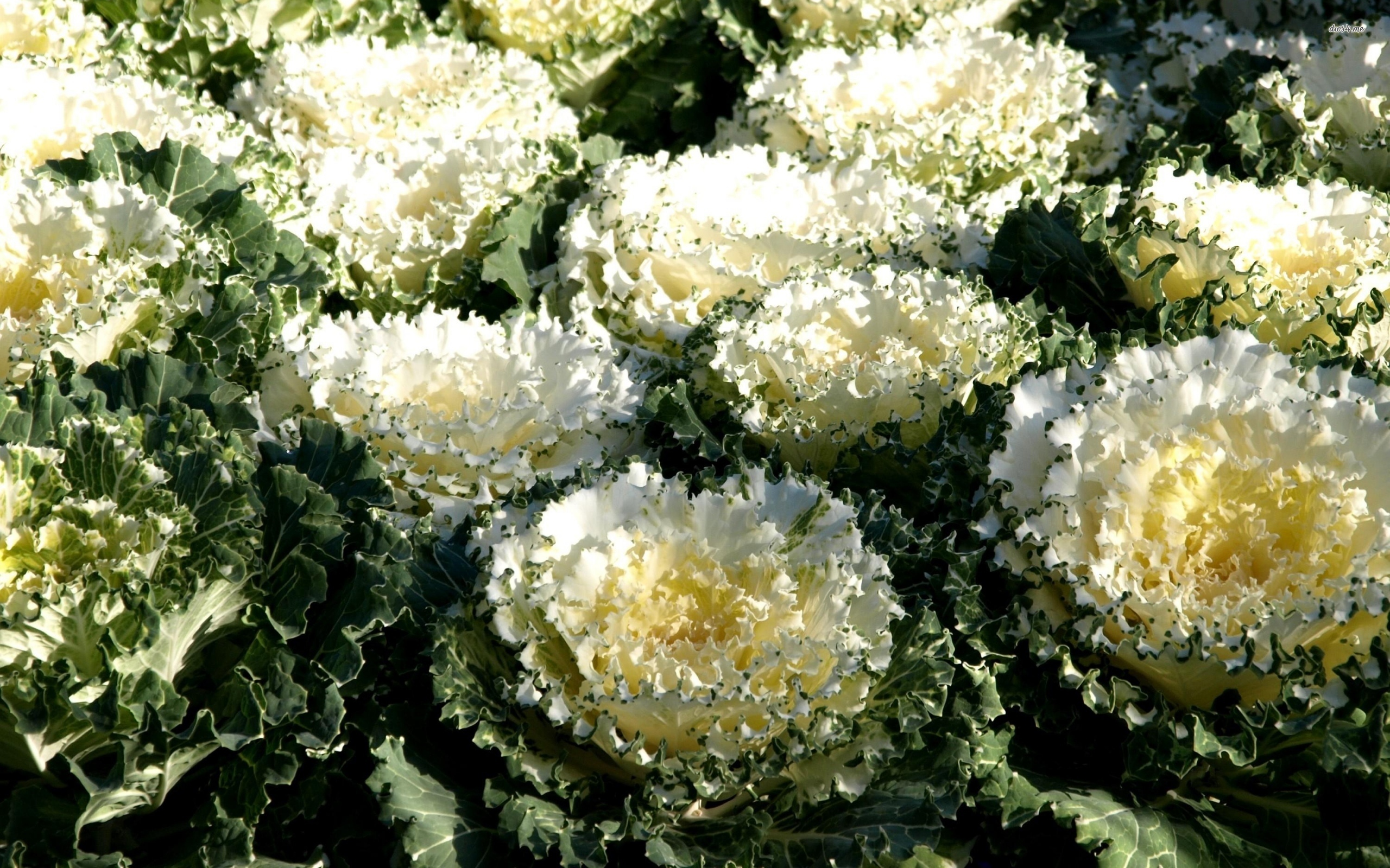 Kale Wallpaper - HD Wallpaper 