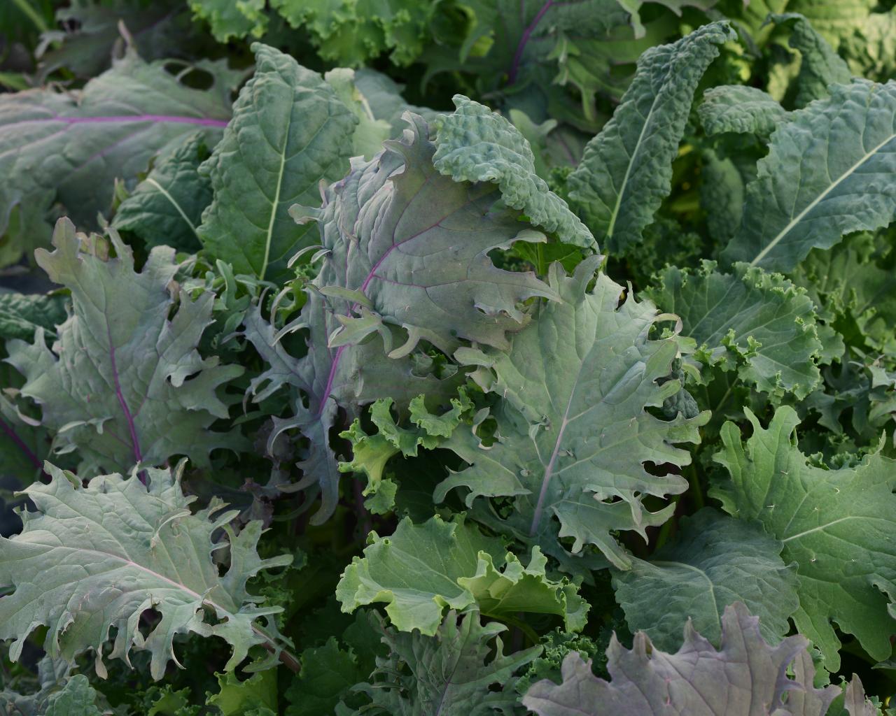 Kale Mixture - Simplysalad Kale Storm Mixture - HD Wallpaper 