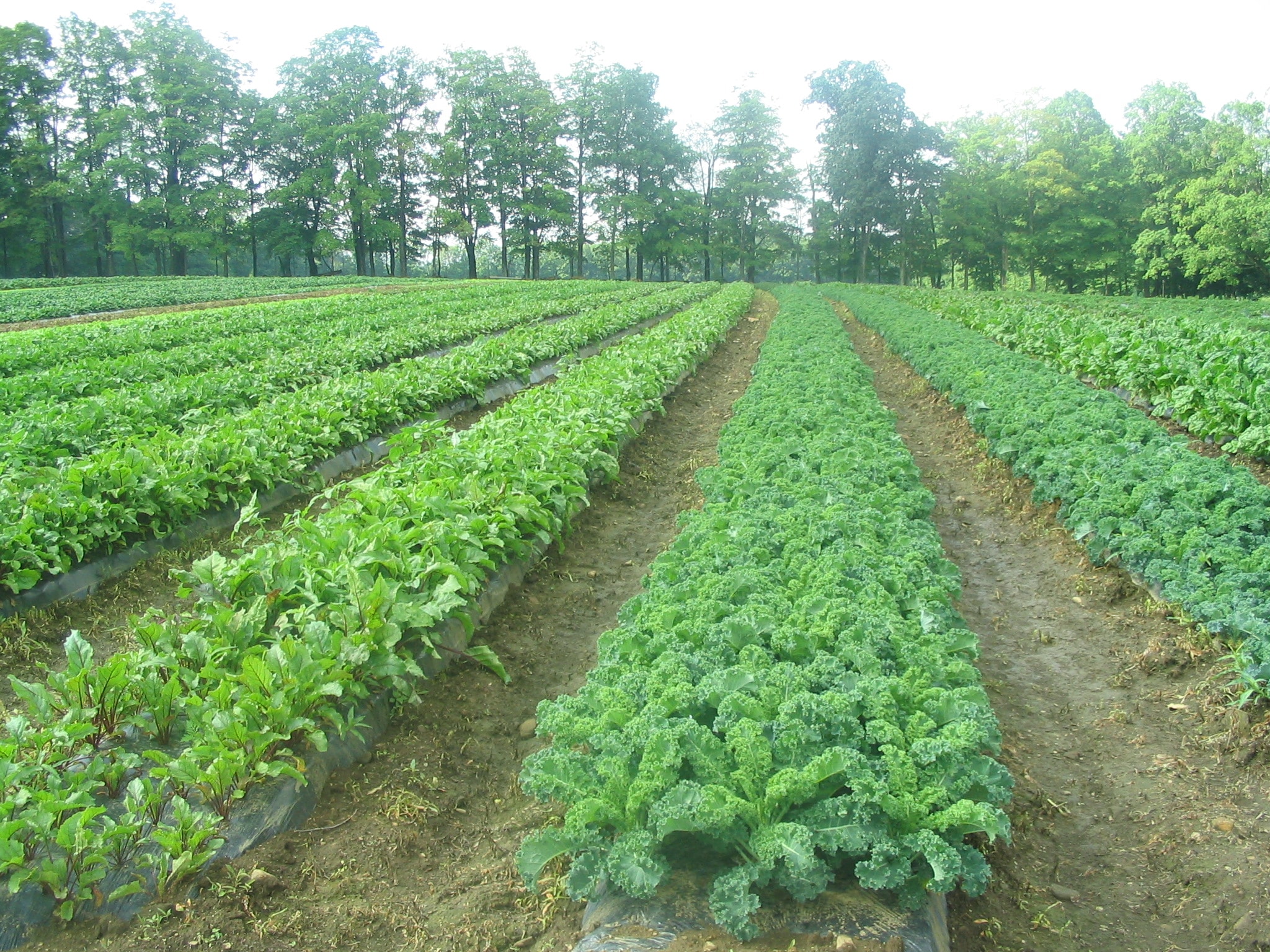 Great Row Of Kale, Stillman - HD Wallpaper 