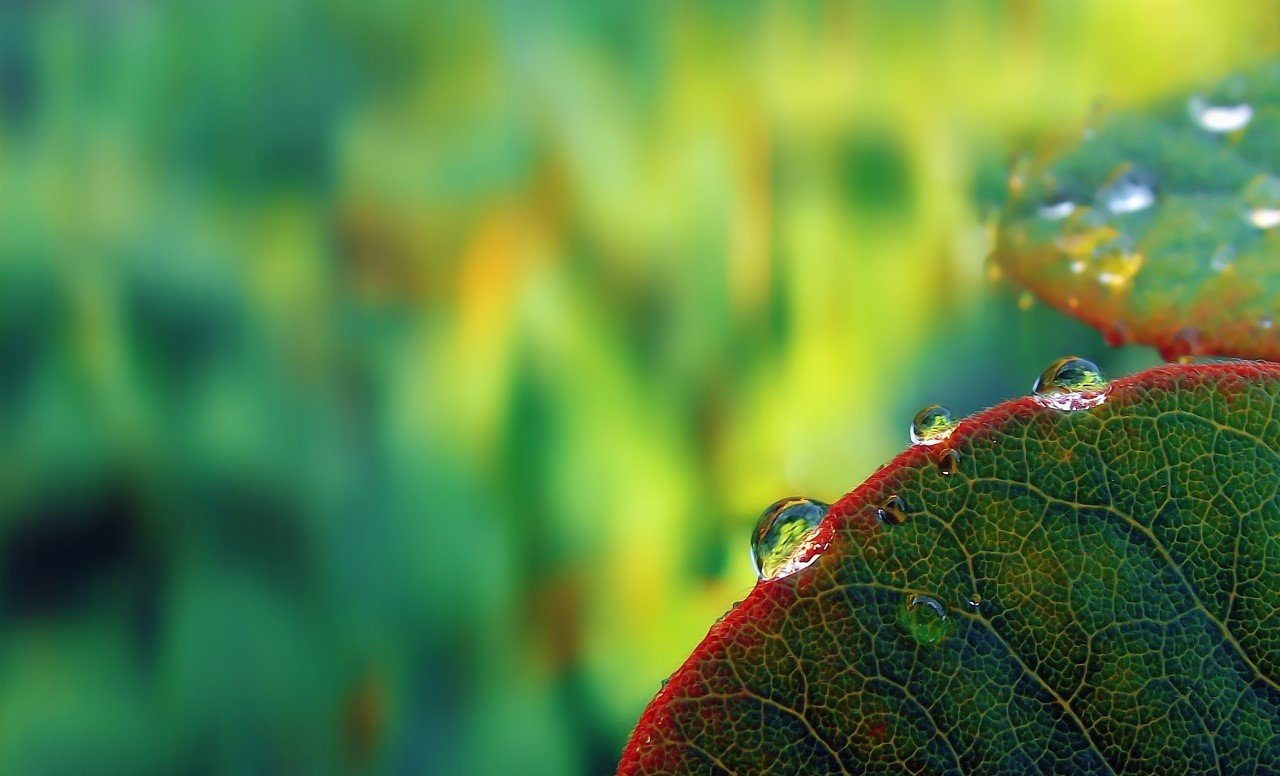 Nature Rain Blur - HD Wallpaper 
