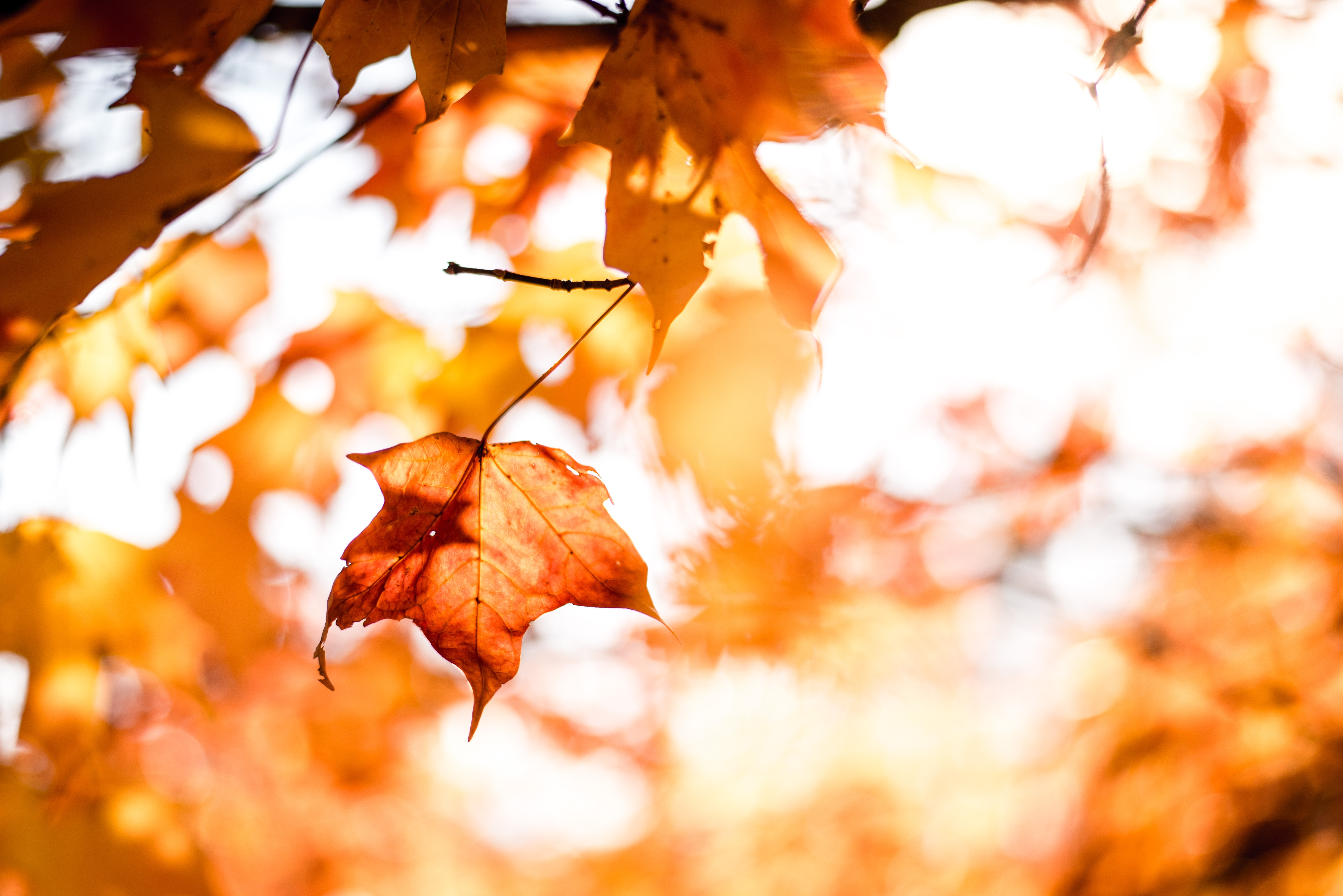Free Images Fall Fun - HD Wallpaper 