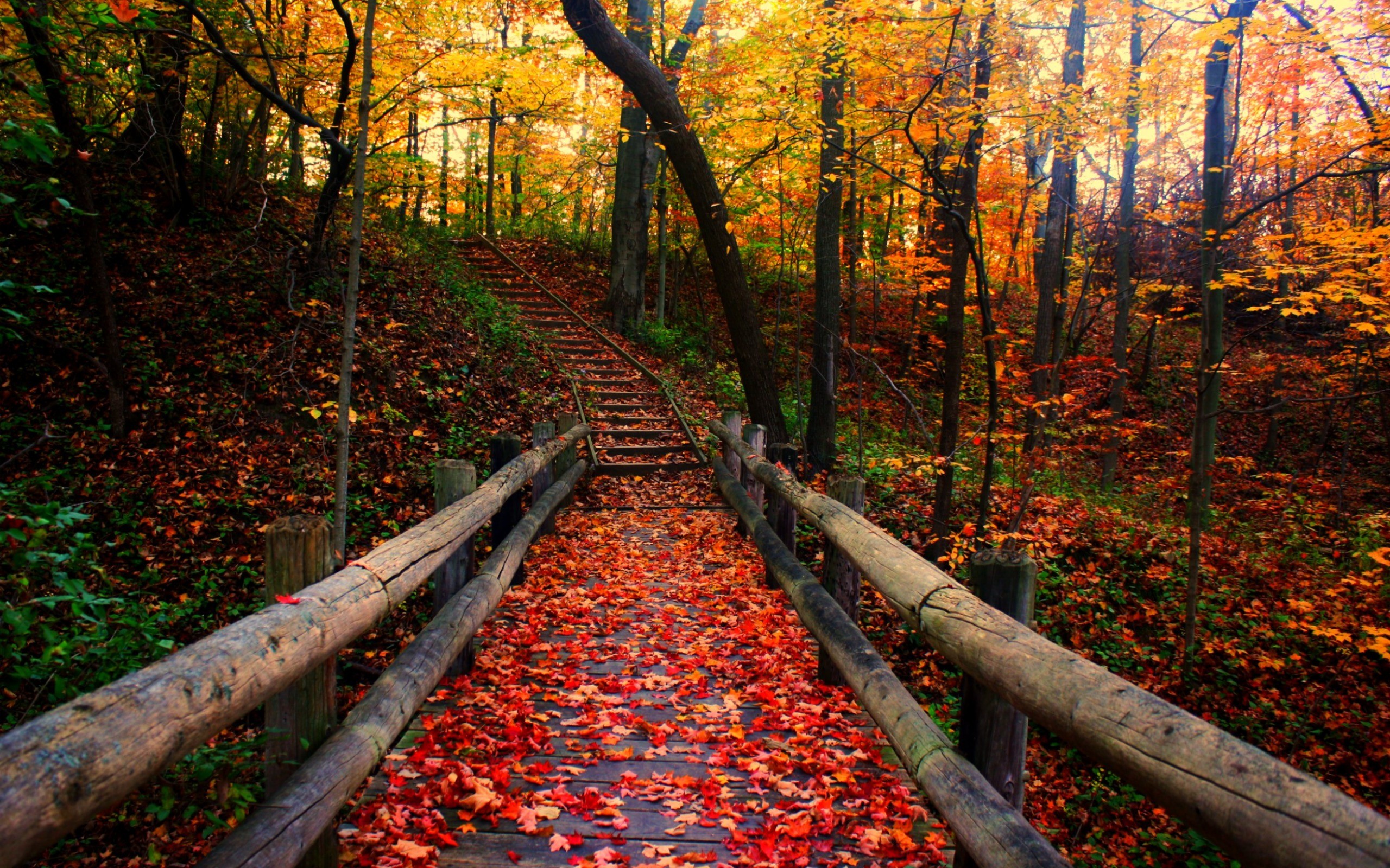 Free Autumn Wallpaper Background - Forest Path In Autumn - HD Wallpaper 