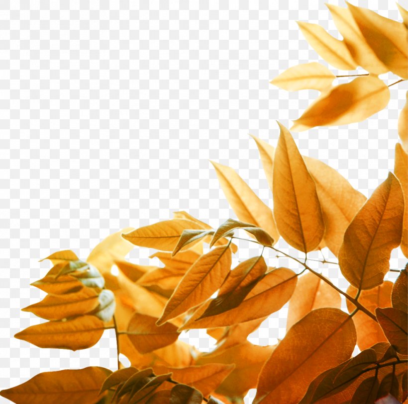 Leaf Yellow Autumn Wallpaper, Png, 989x981px, Leaf, - HD Wallpaper 