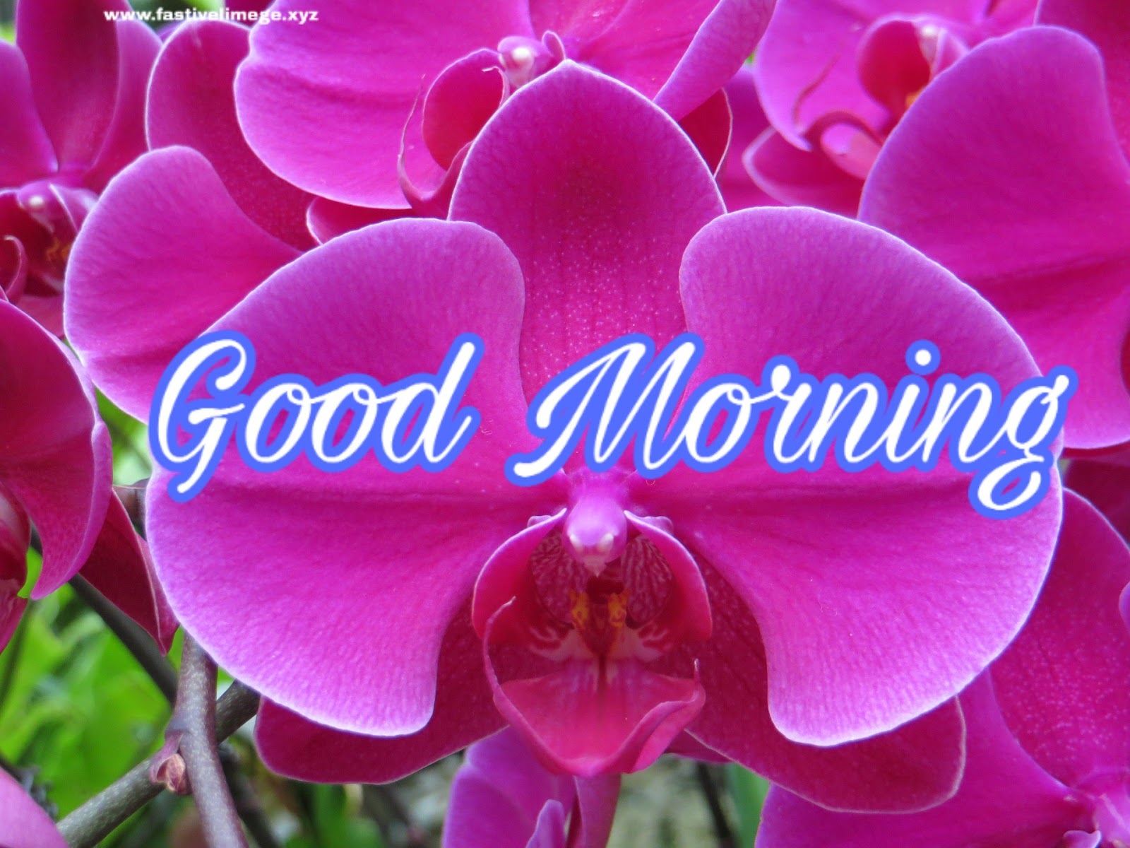 Good Morning Hd Images With Flowers - HD Wallpaper 