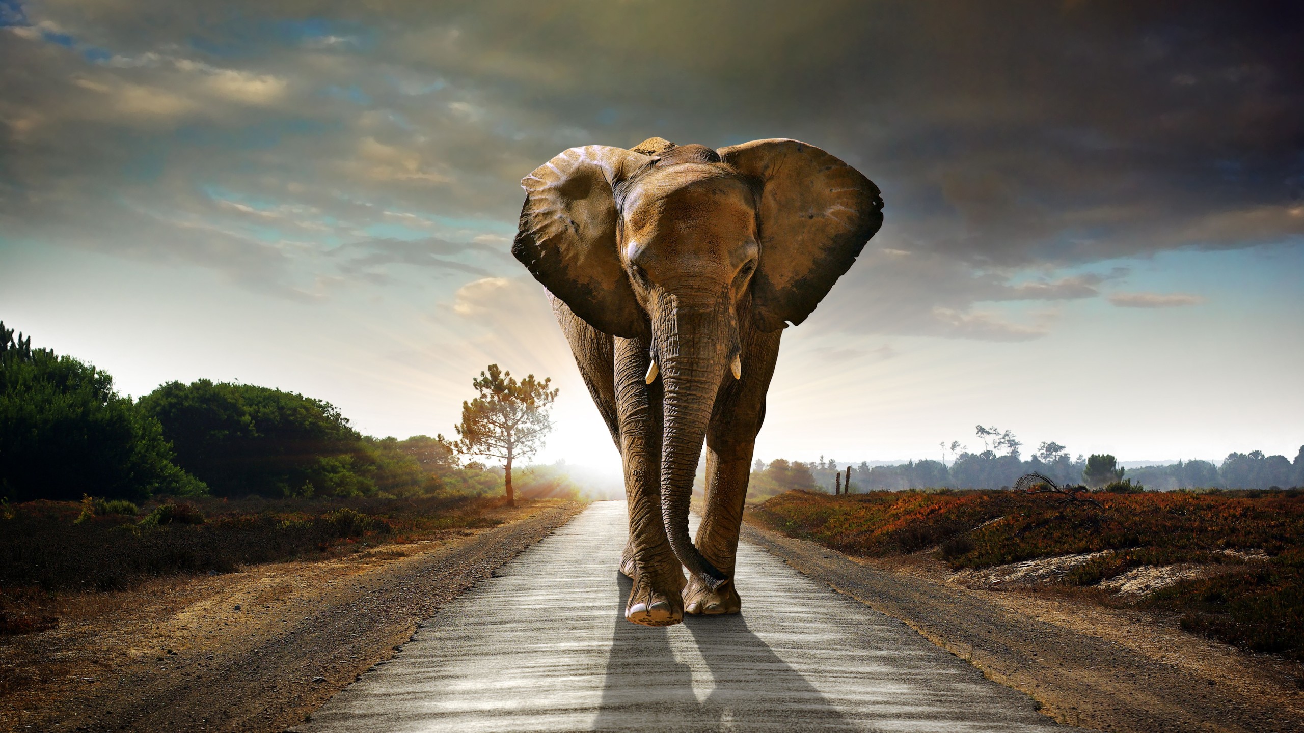 Elephant Wallpaper Hd - HD Wallpaper 
