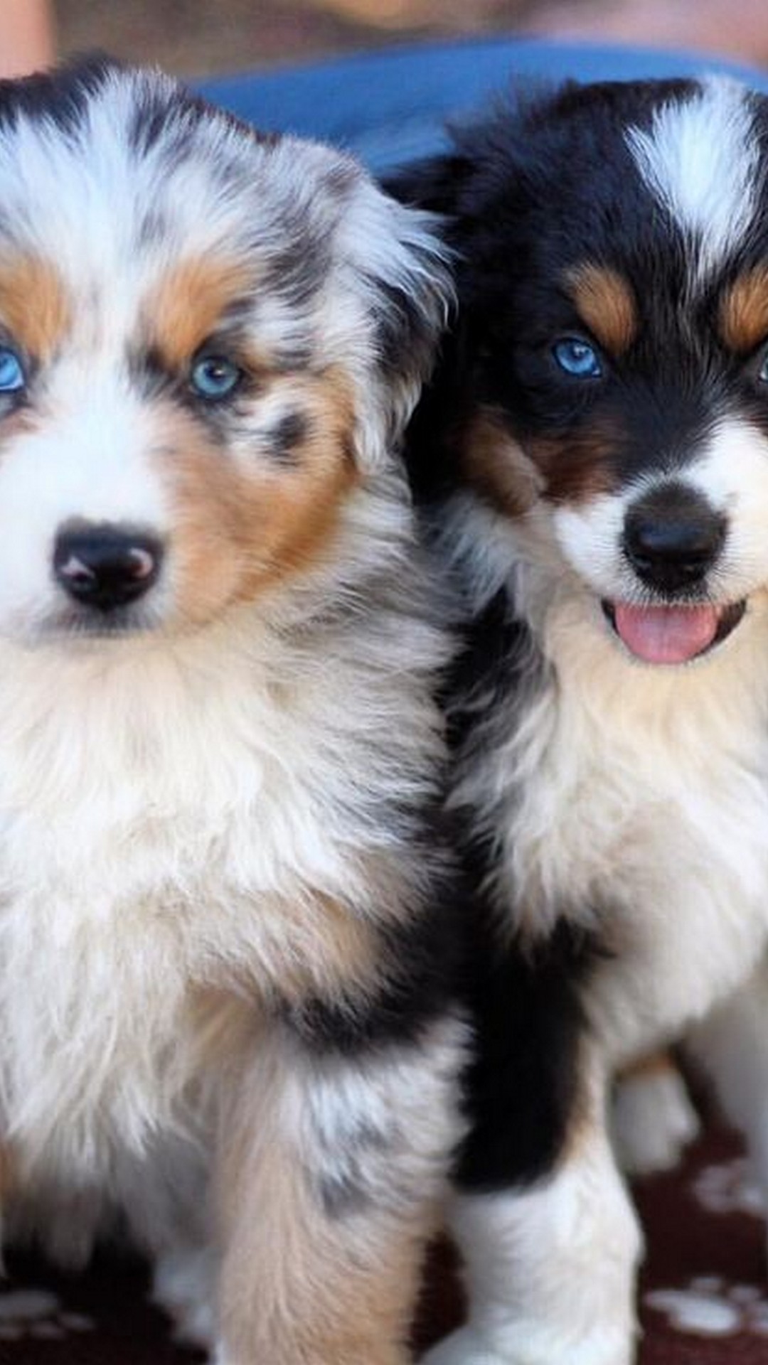 Wallpaper Funny Puppies Android With Hd Resolution - HD Wallpaper 