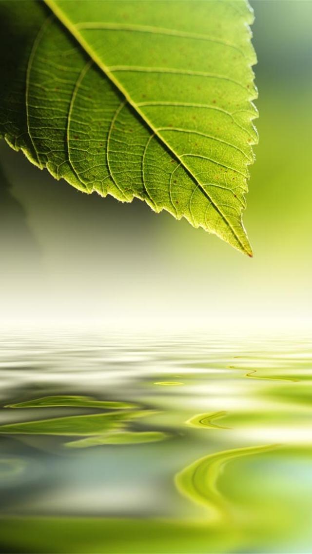 Nature Green Wallpapers For Iphone - Good Morning Enjoy Your Day Off -  640x1136 Wallpaper 