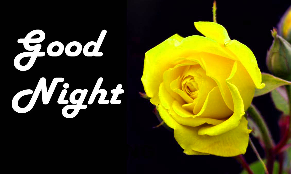 Beautiful Good Night Flower - 1130x678 Wallpaper 