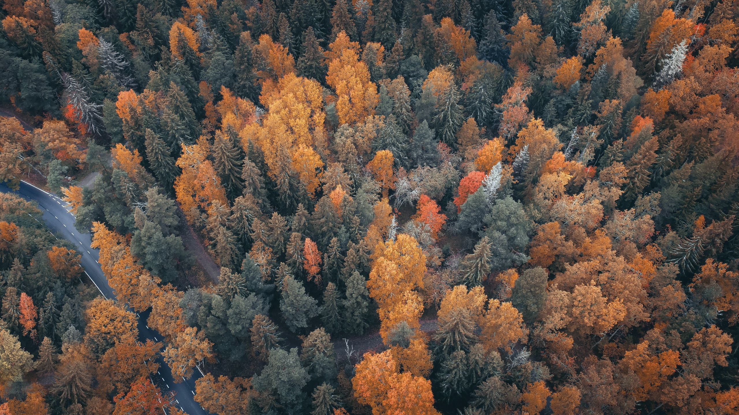 Wallpaper Forest Top View, Trees, Road, Autumn - Grove - HD Wallpaper 