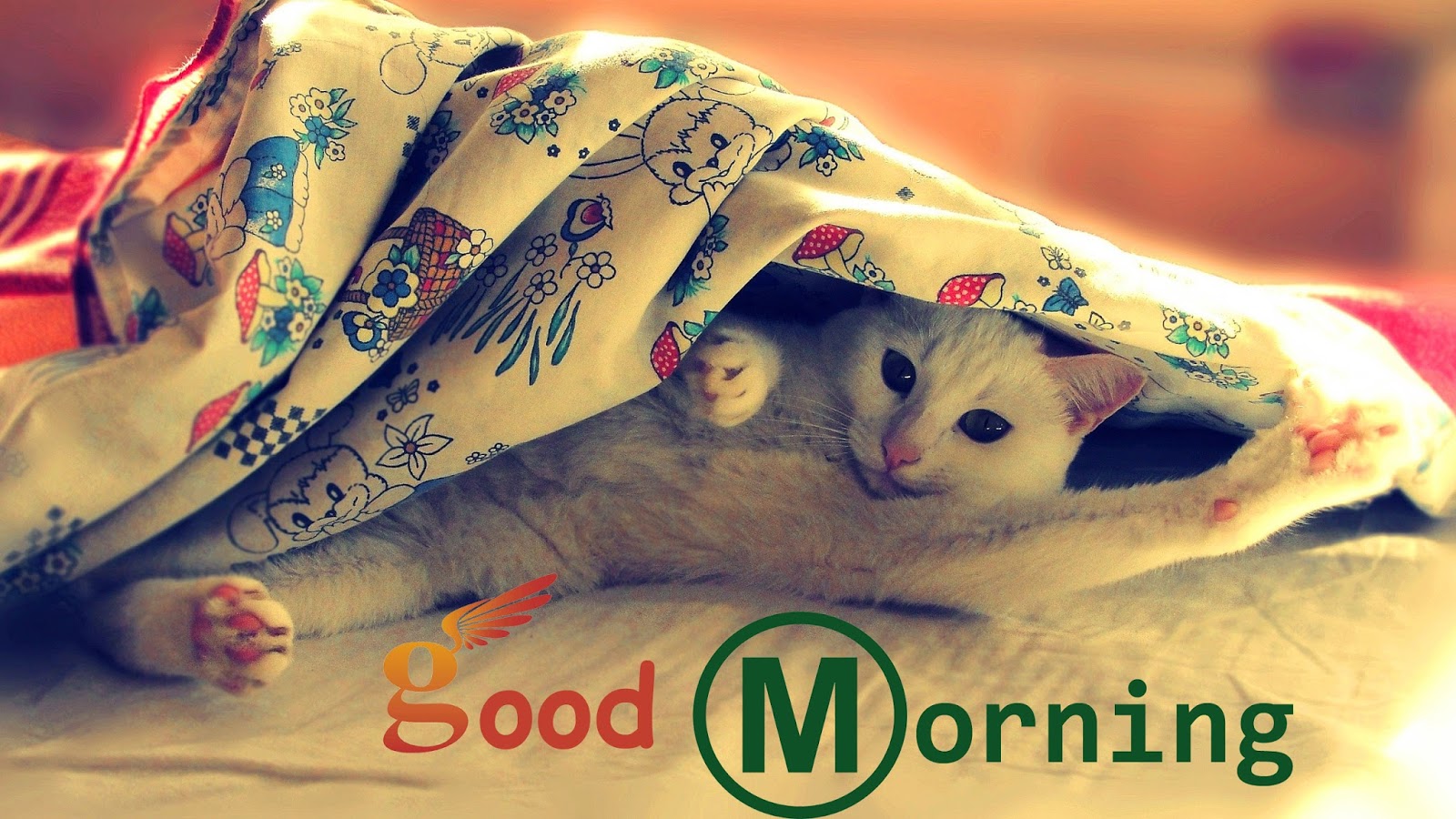 Good Morning Wallpapers In Hd - Beautiful Good Morning Funny - HD Wallpaper 