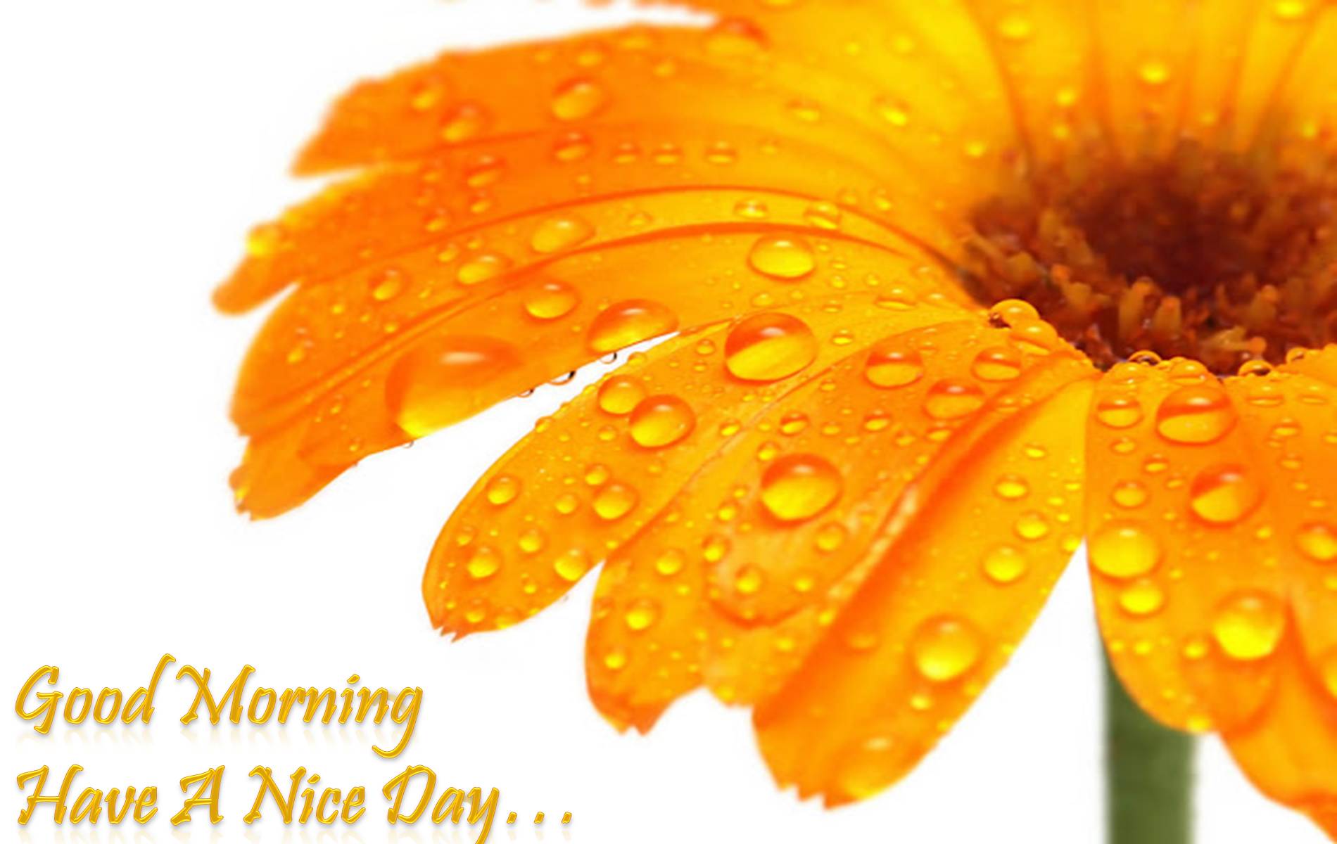 Freshness Amazing Good Morning - HD Wallpaper 