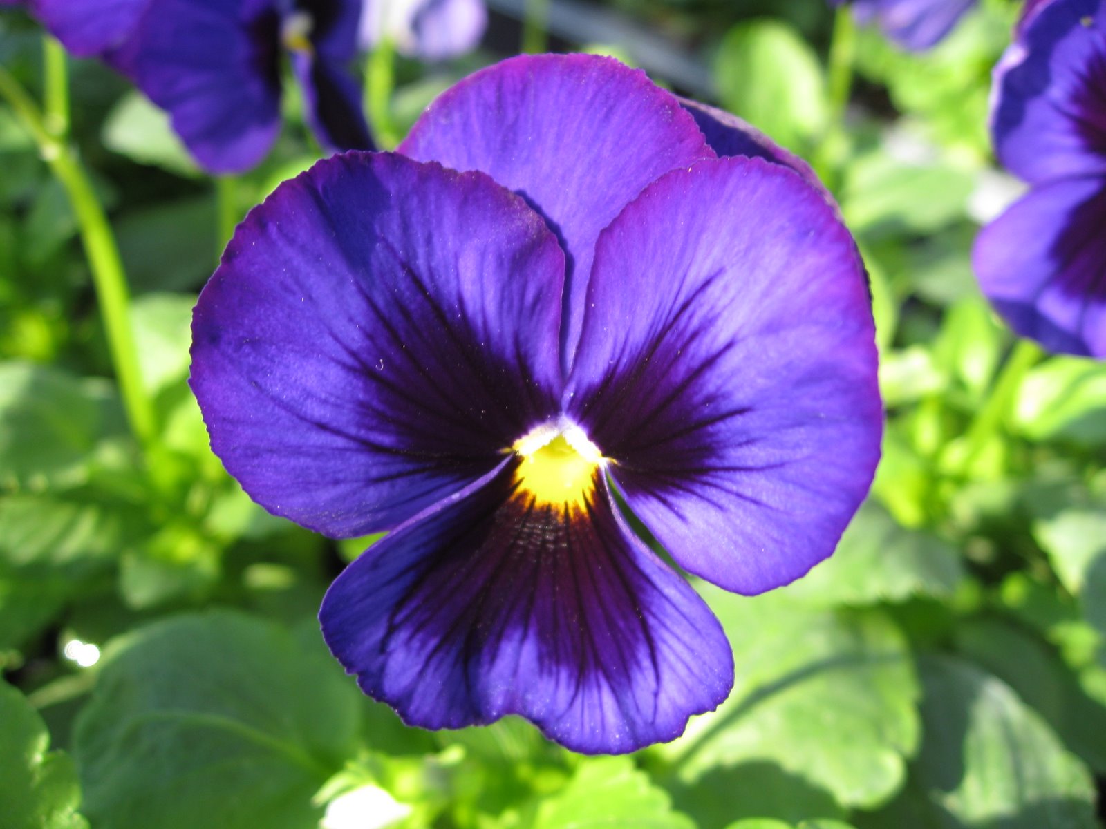 Blue Flower Free Download - Viola - HD Wallpaper 