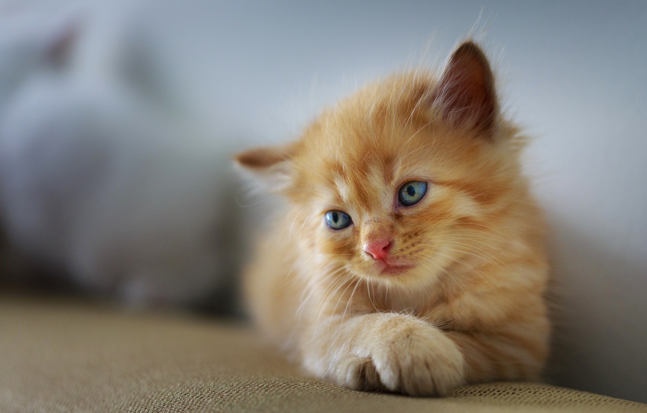 Photo Wallpaper Sadness, Cat, Kitty, Background, Baby, - Cute Sad Cat - HD Wallpaper 