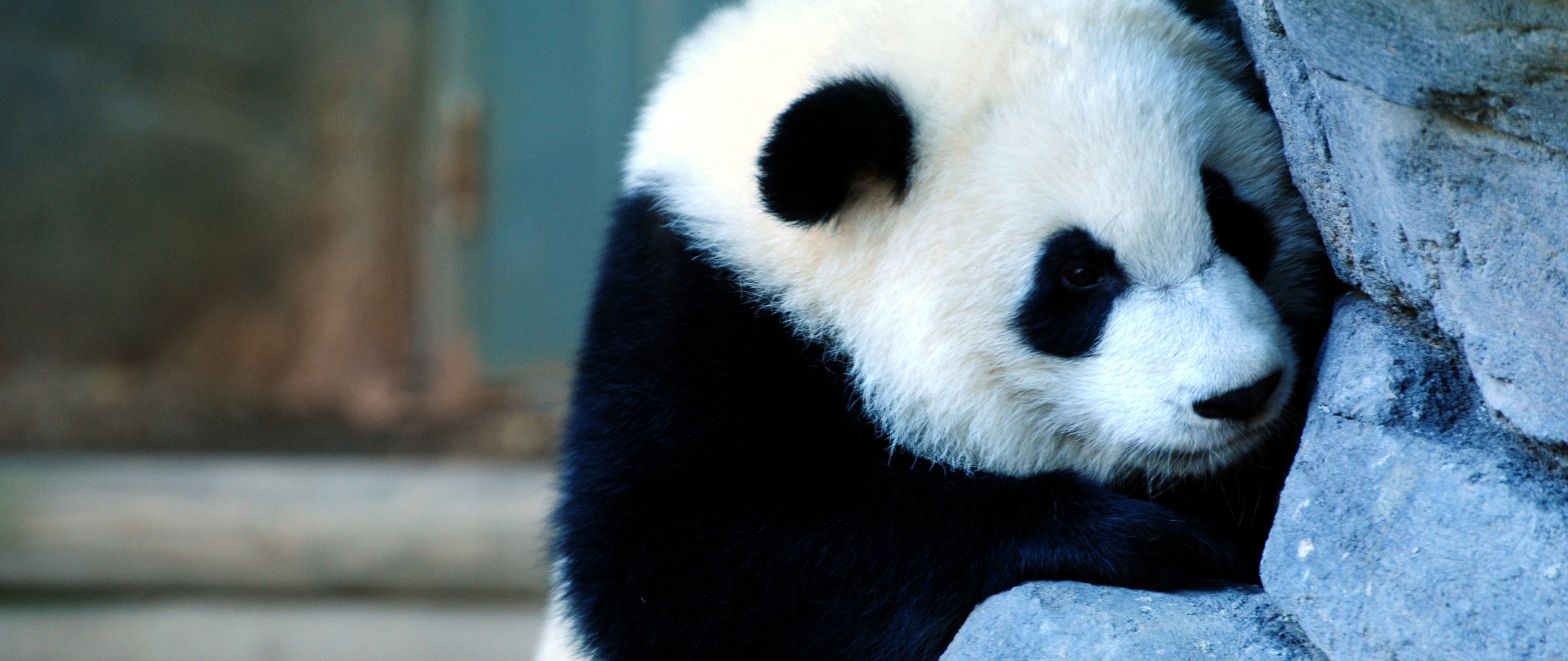Wallpaper Panda, Wall, Sadness, Baby - Panda Wallpaper Hd - HD Wallpaper 