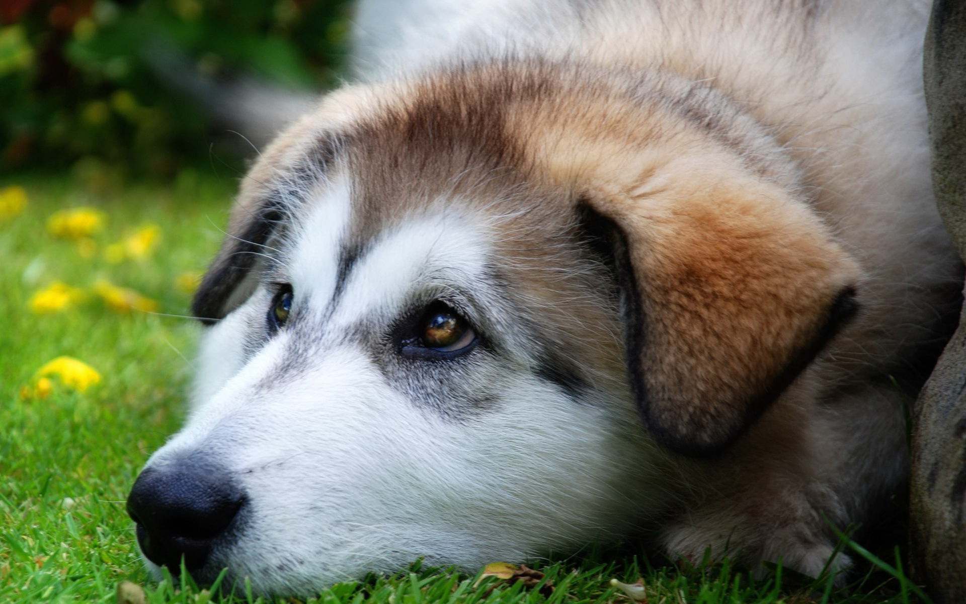 Ancient Dog Breeds - HD Wallpaper 