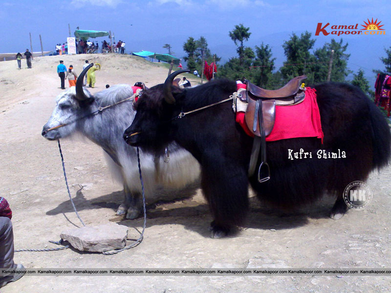 Water Buffalo - HD Wallpaper 