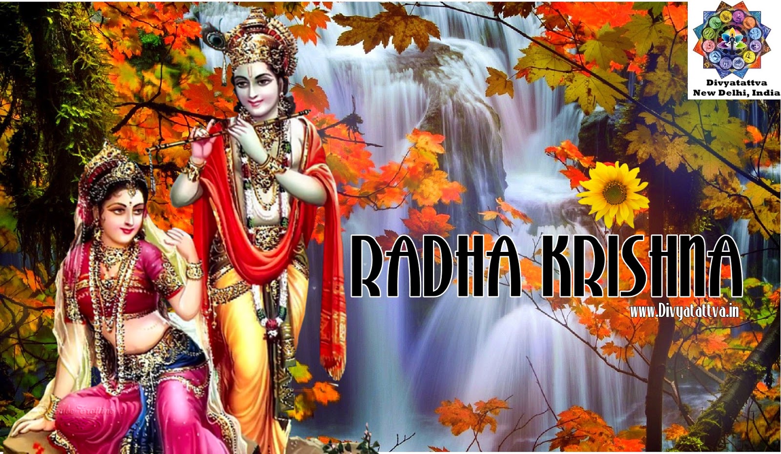 Fall Flower Desktop Backgrounds - HD Wallpaper 