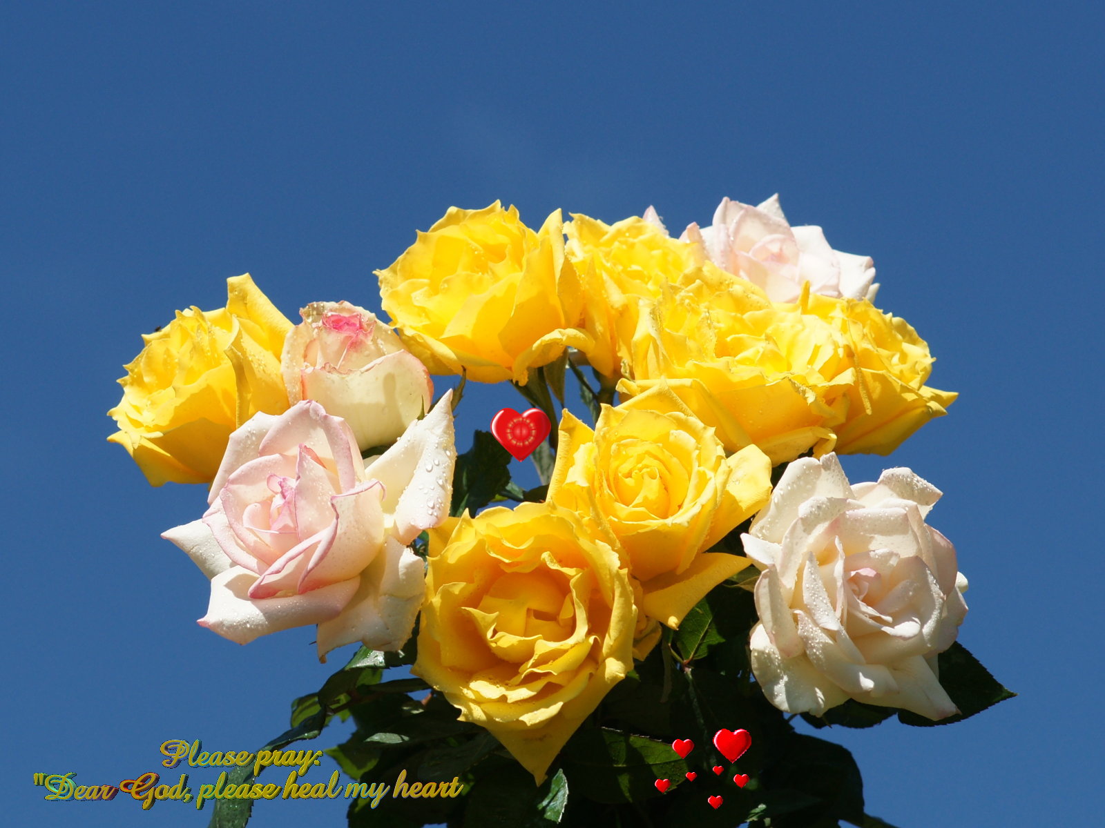 Garden Roses - HD Wallpaper 