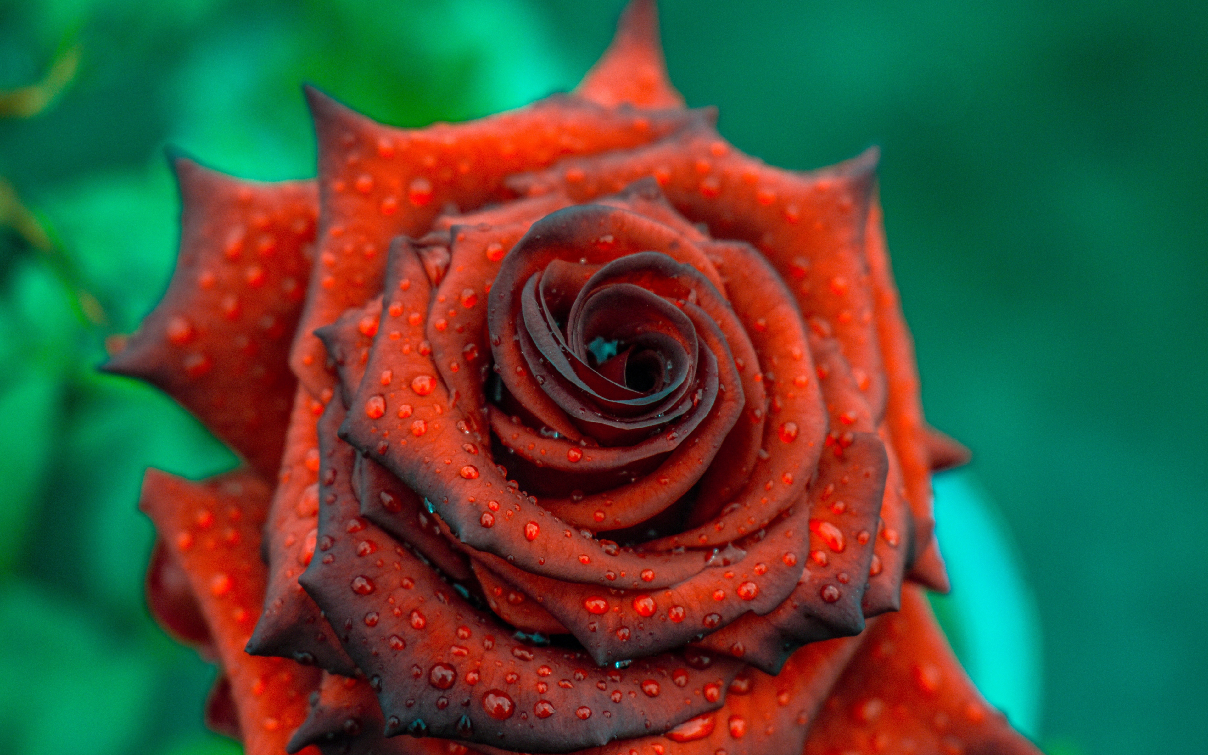 Rose, Close Up, Drops, Blood Red, Wallpaper - HD Wallpaper 