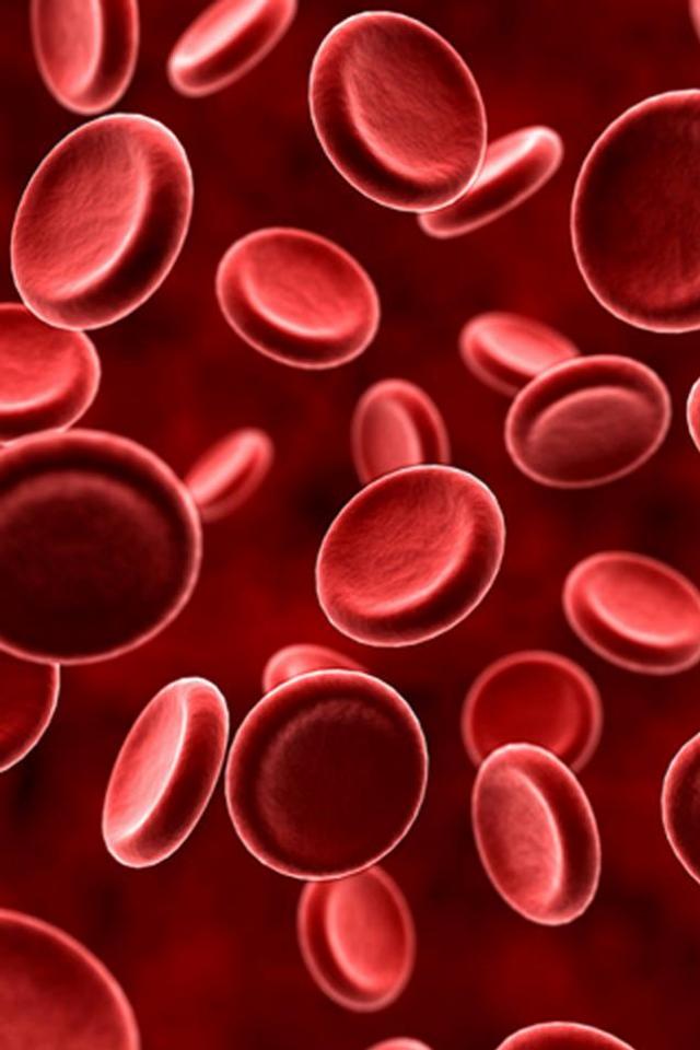 Red Blood Cell Wallpaper Hd - 640x960 Wallpaper 