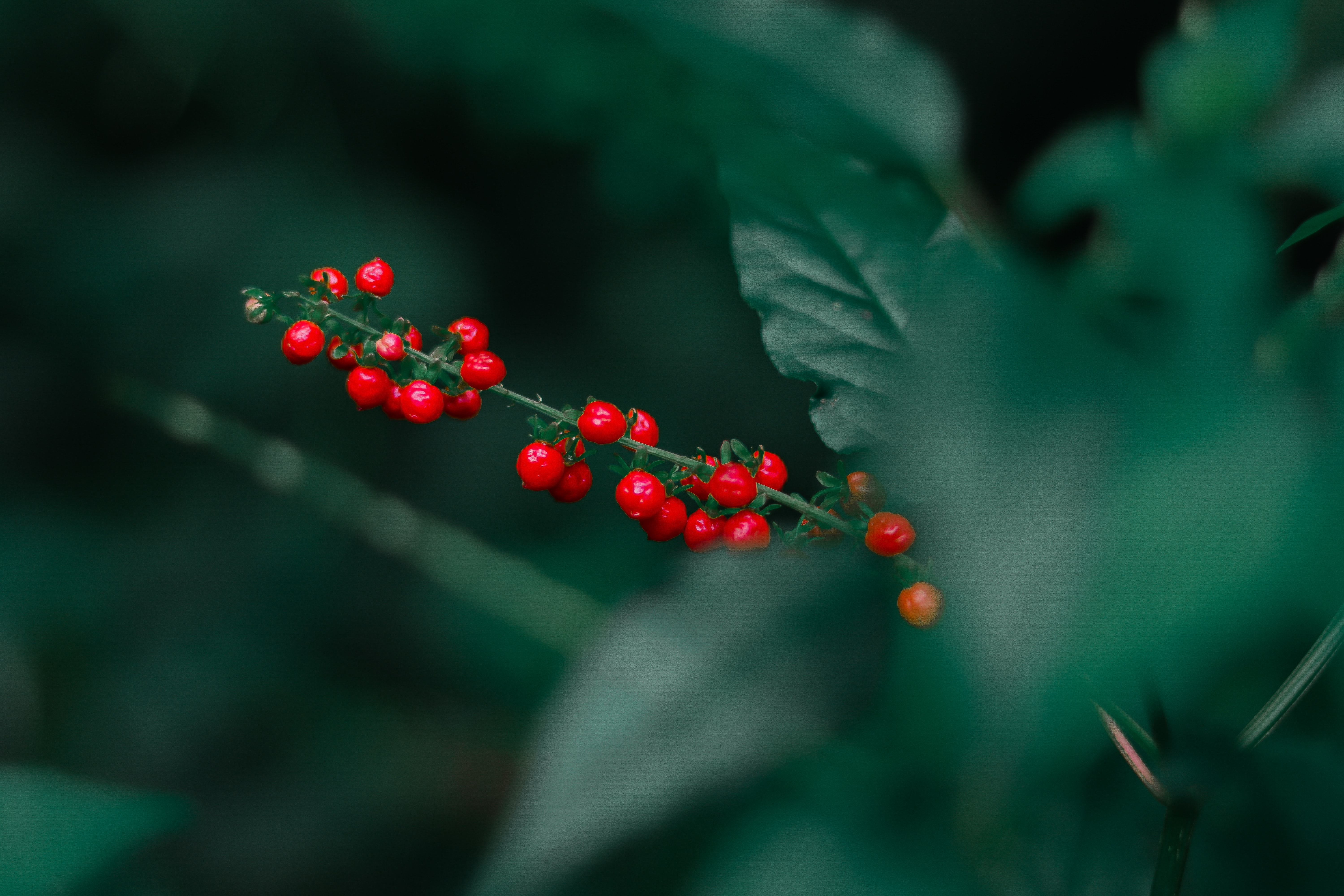 Macro Photography - HD Wallpaper 