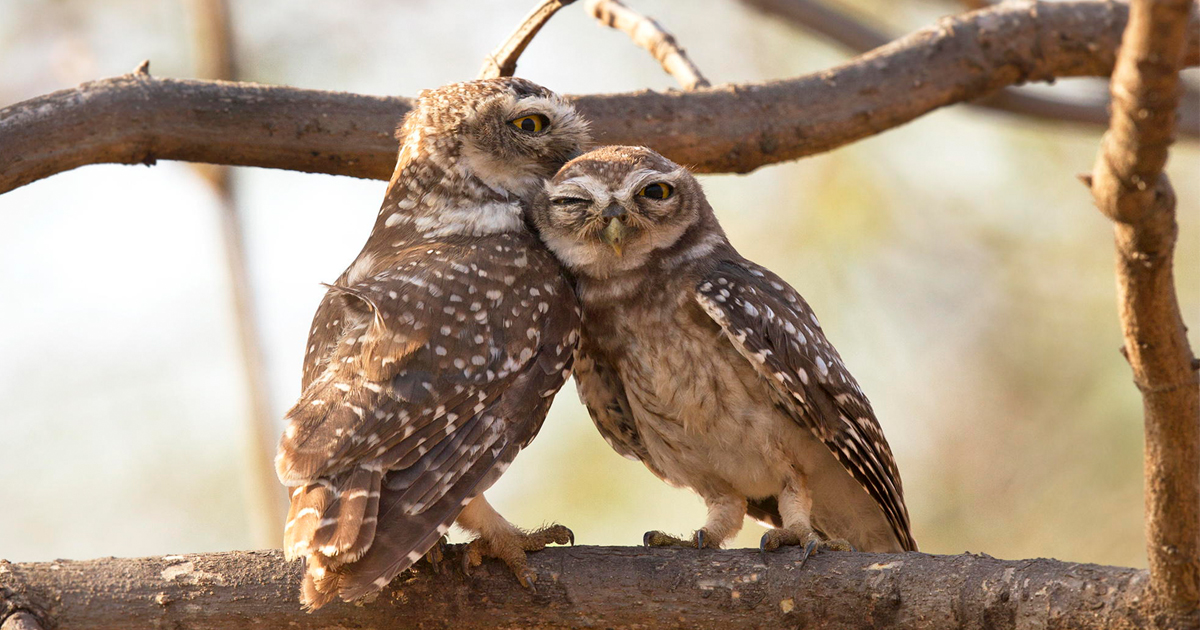 Birds Couples - HD Wallpaper 