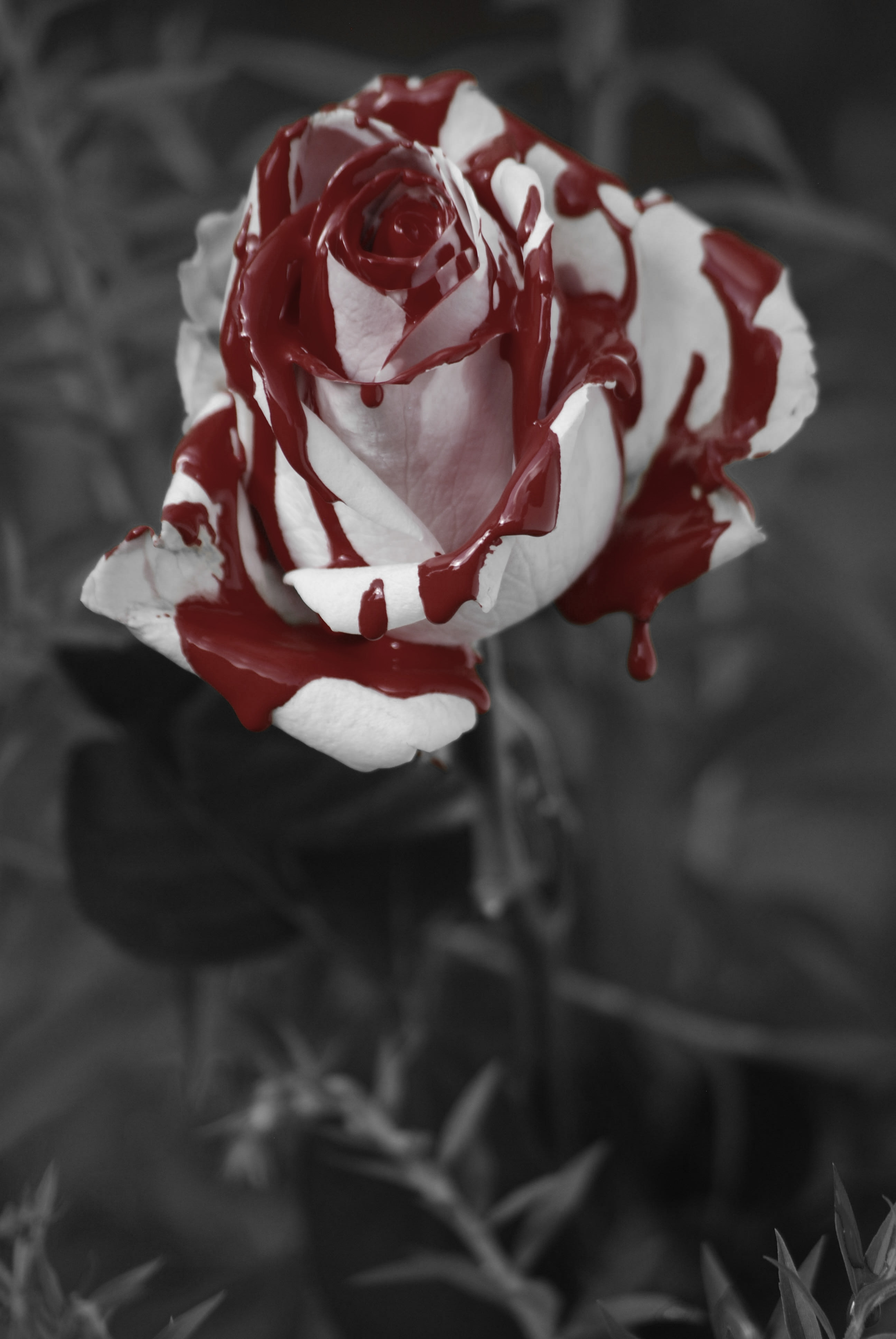 The Painted Rose - White Rose Painted Red - HD Wallpaper 