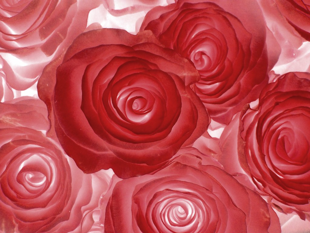 Garden Roses - HD Wallpaper 