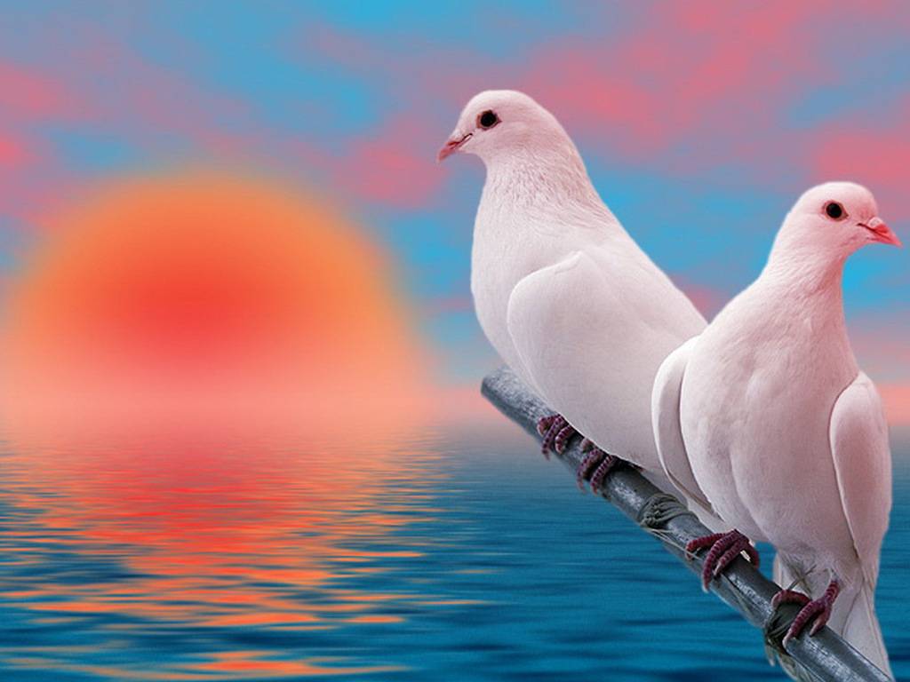 Doves Images Doves Hd Wallpaper And Background Photos - Beautiful Wallpaper Birds - HD Wallpaper 