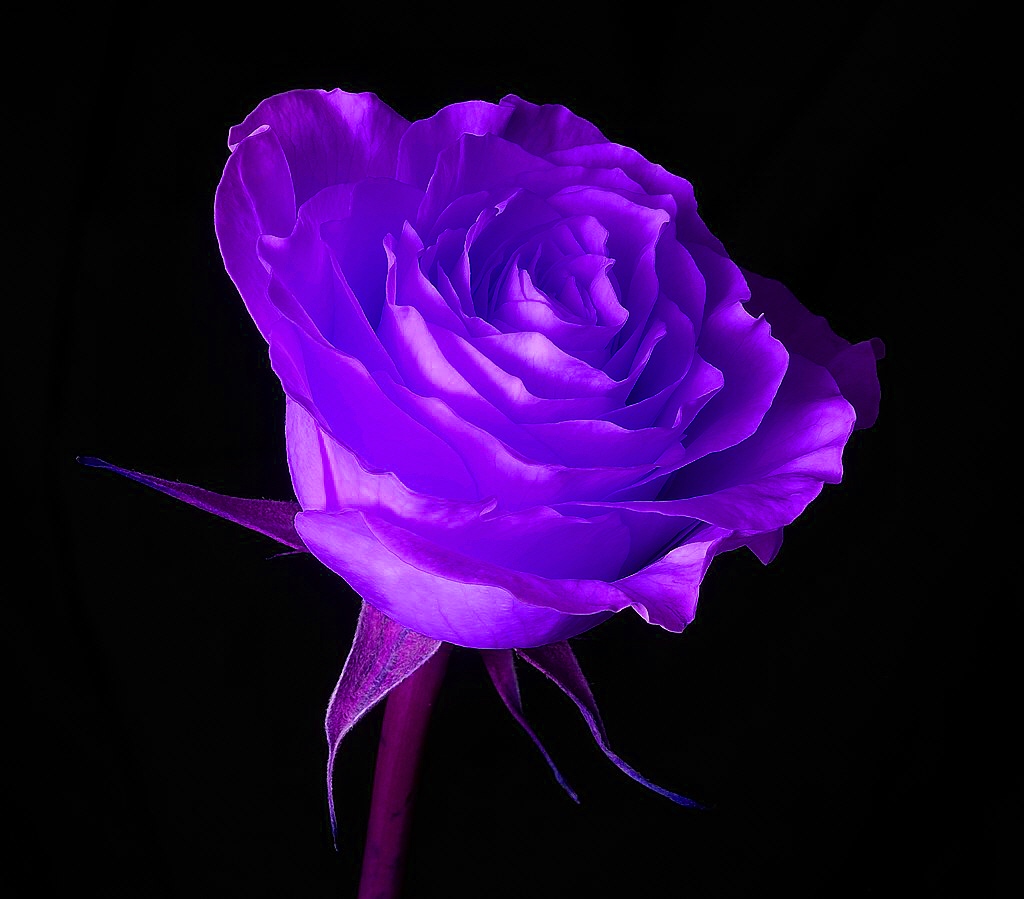 Purple Rose Black Background - HD Wallpaper 
