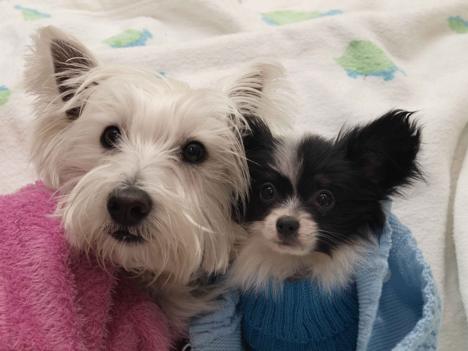 West Highland White Terrier - HD Wallpaper 