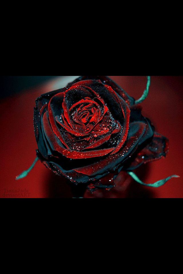 Cool Pictures Of Rose - HD Wallpaper 