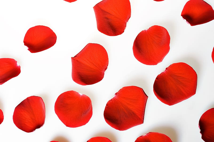 Red, Close-up, Studio Shot, White Background, Blood, - Rose - HD Wallpaper 