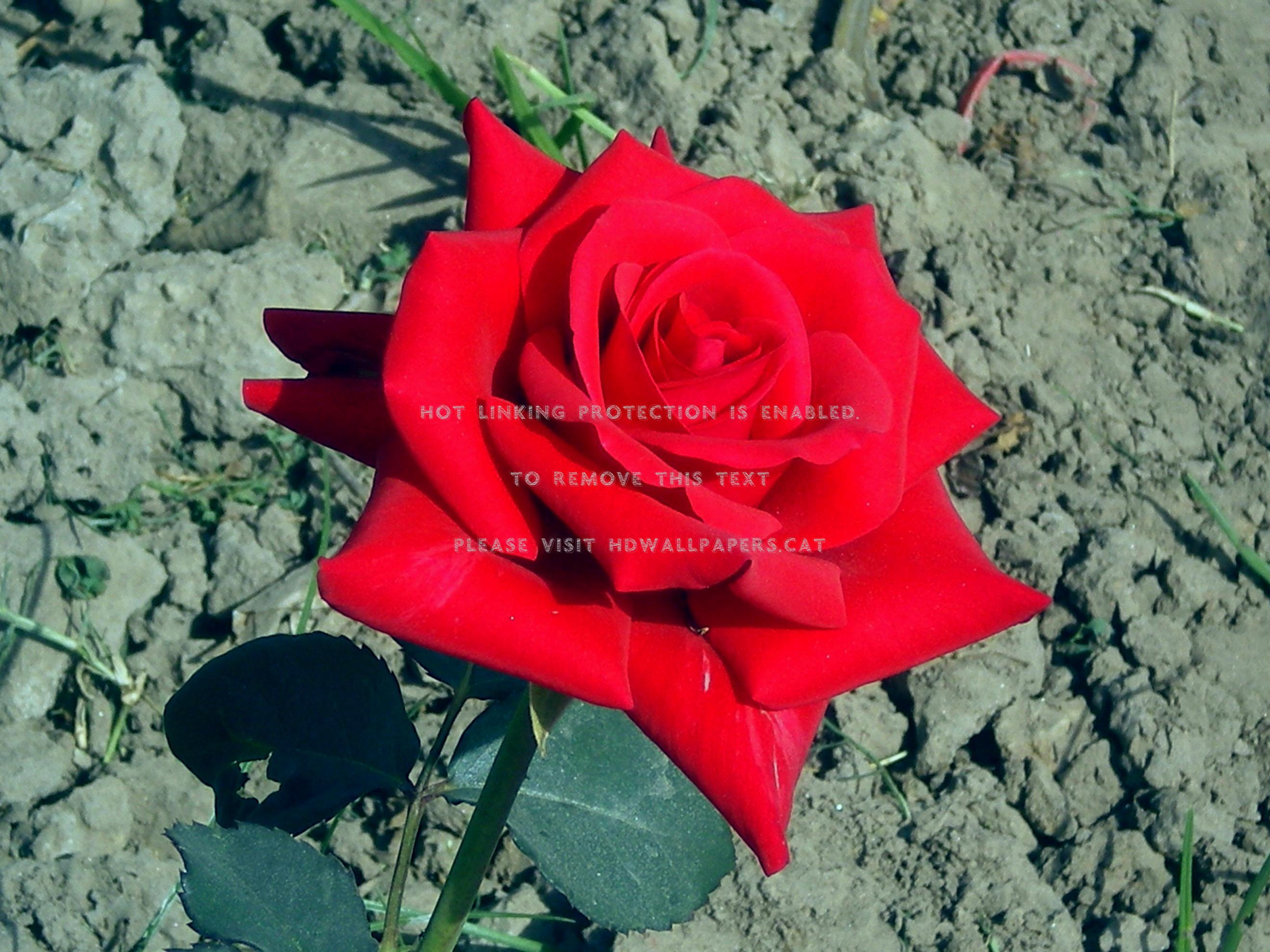 Blood Rose Nature Flowers - Floribunda - HD Wallpaper 
