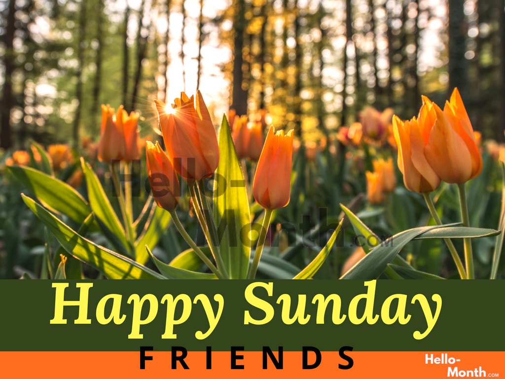 Free Happy Sunday Hd Pictures For Friends - Happy Sunday Images Hd - HD Wallpaper 