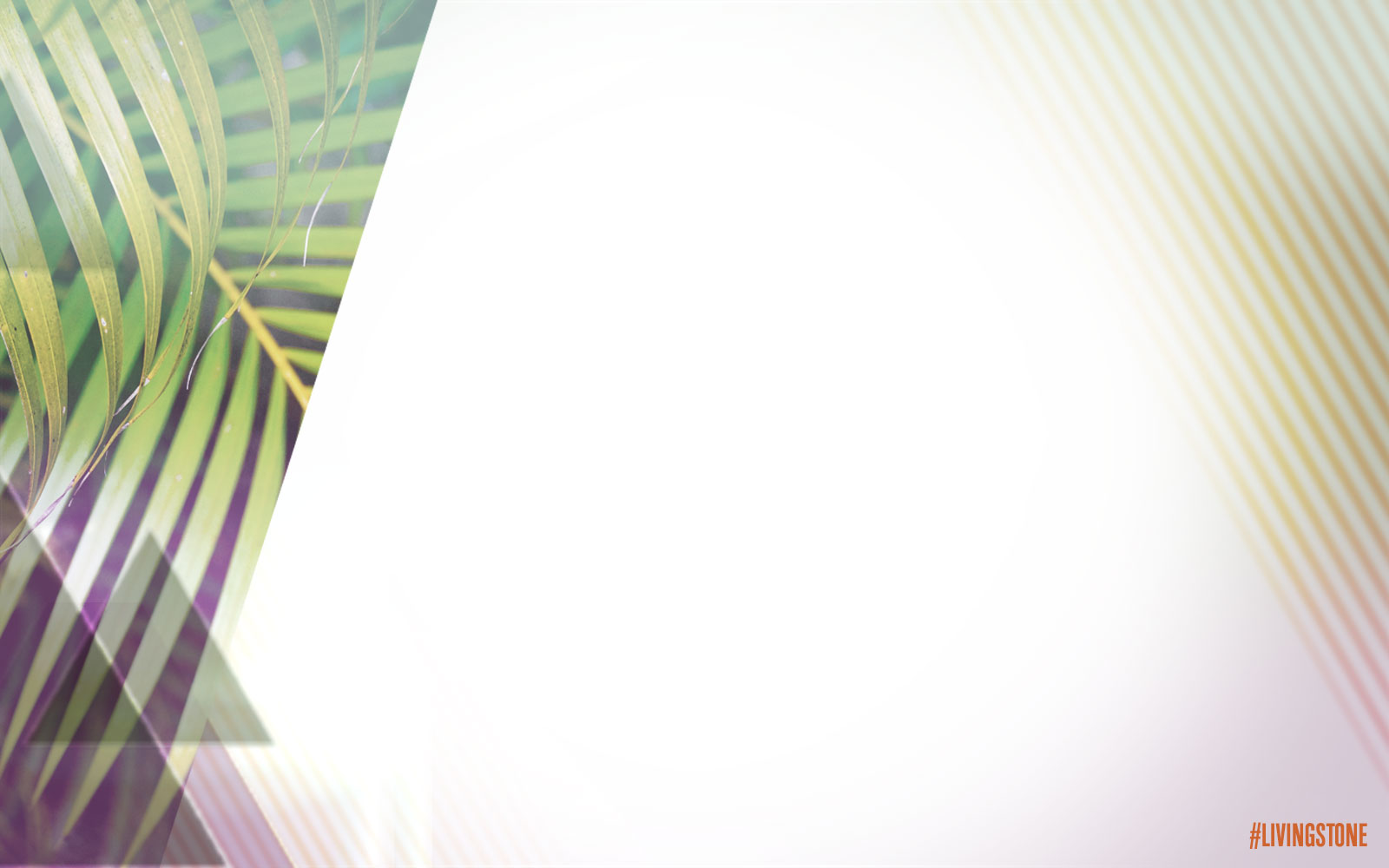 Palm Sunday Wallpaper Background - Saw Palmetto - 1600x1000 Wallpaper - Palm Sunday Wallpaper Background - Saw Palmetto - 1600x1000 Wallpaper -