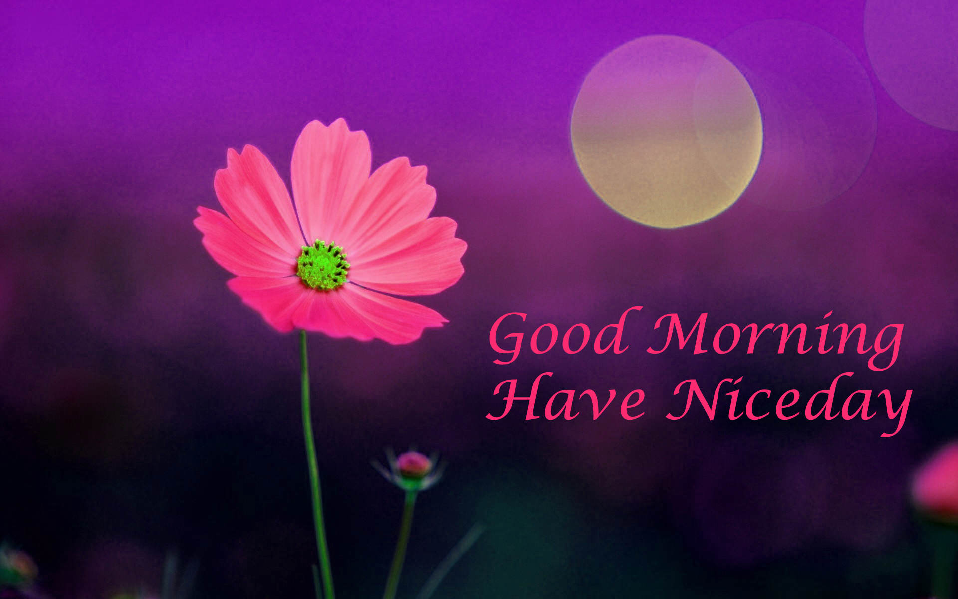 Flower Good Morning Image Downloaded - HD Wallpaper 