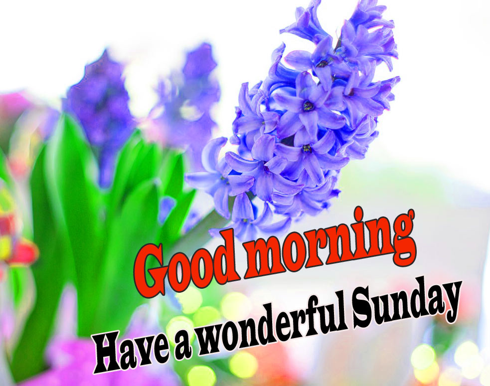 Sunday Good Morning Wishes Images Wallpaper Hd - Hyacinth Flower Wallpaper Hd - HD Wallpaper 