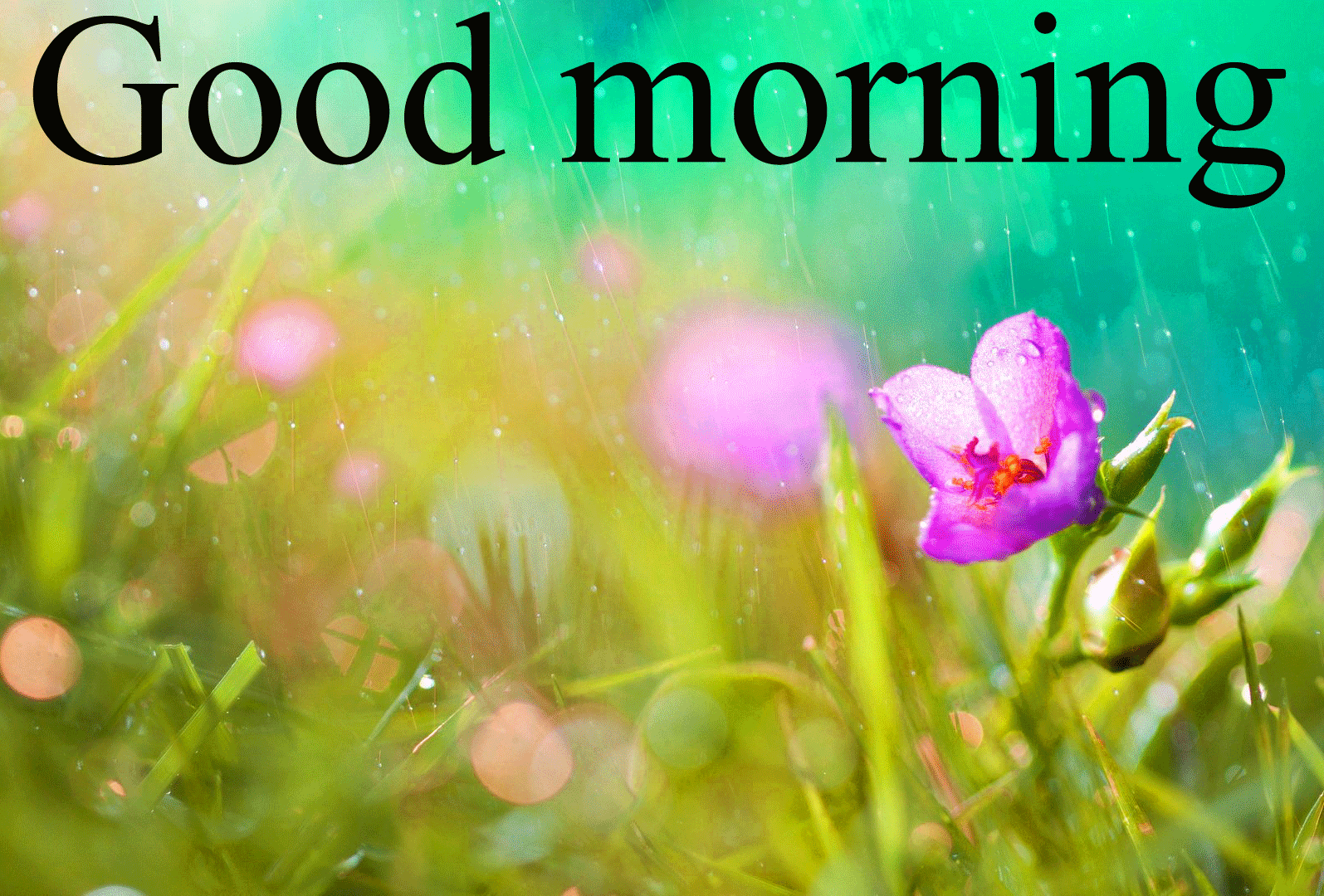 Good Morning Wishes Latest - HD Wallpaper 