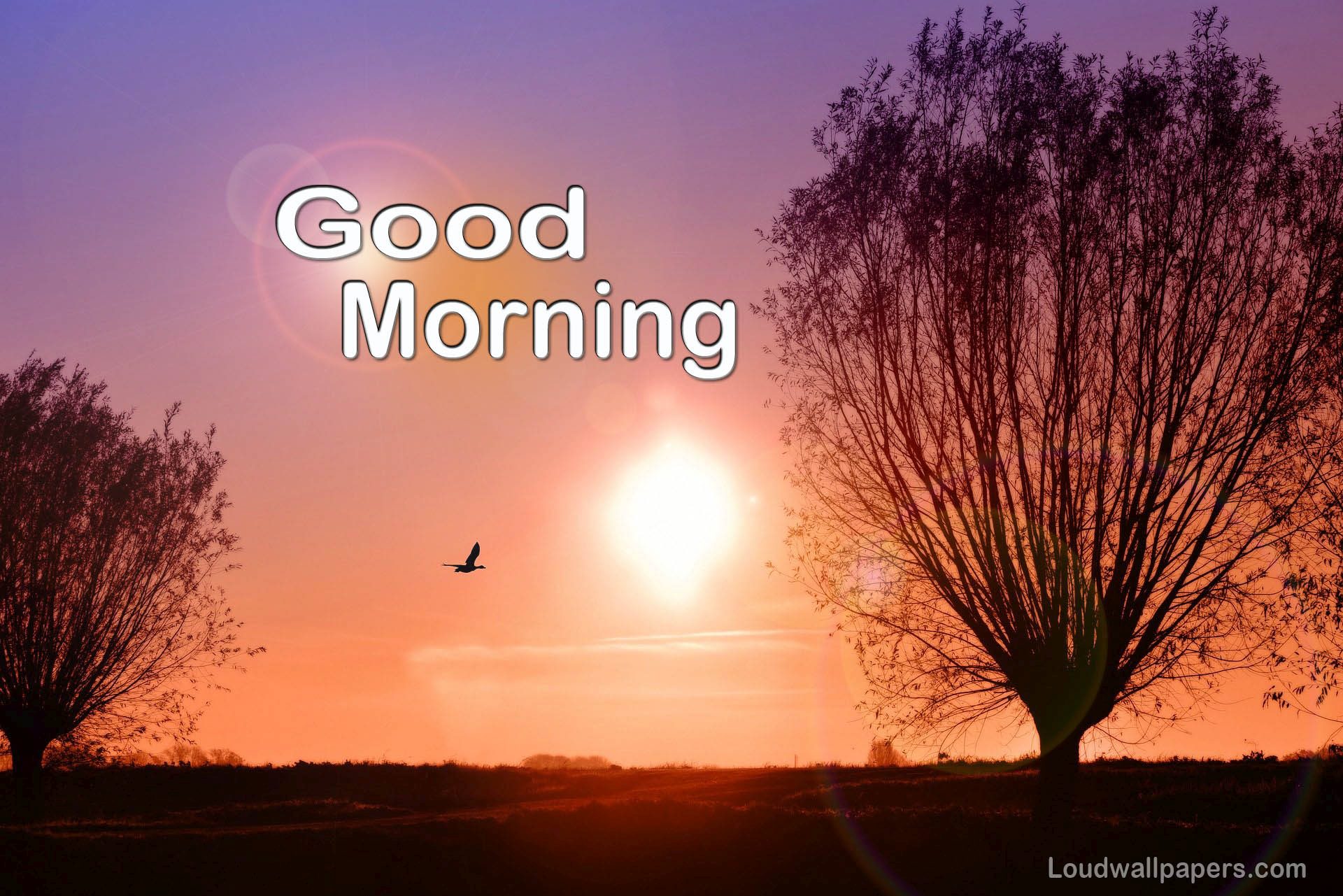 During Sunrise Flying Birds Wallpaper In Full Screen - Good Morning Full Screen Hd - HD Wallpaper 