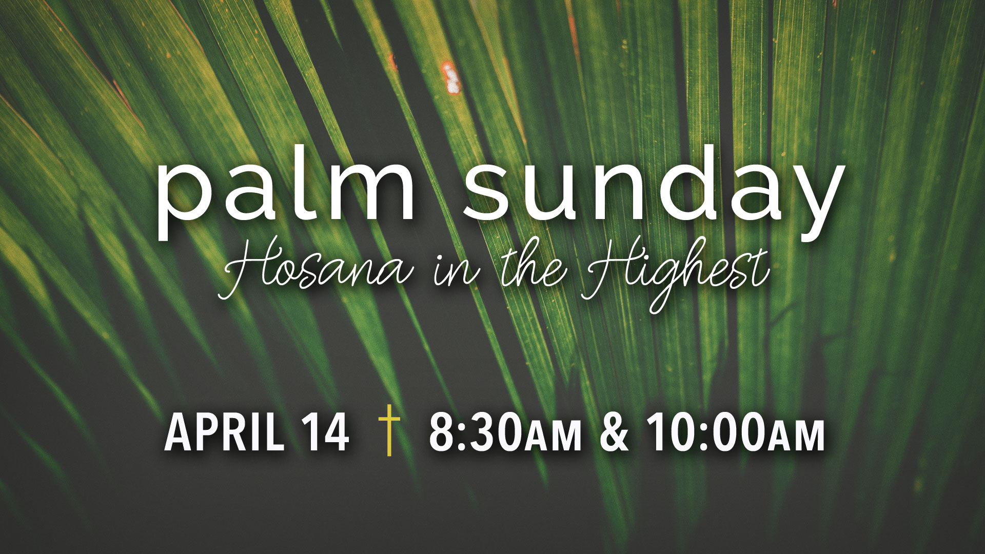 Forest - HD Wallpaper 