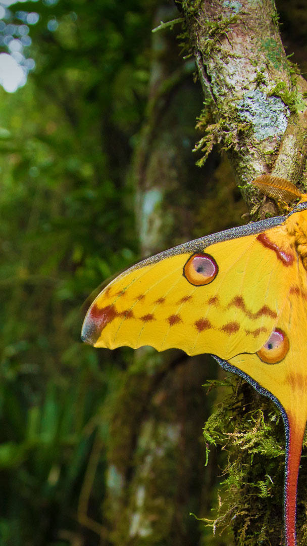 Papillon Comète Madagascar - HD Wallpaper 