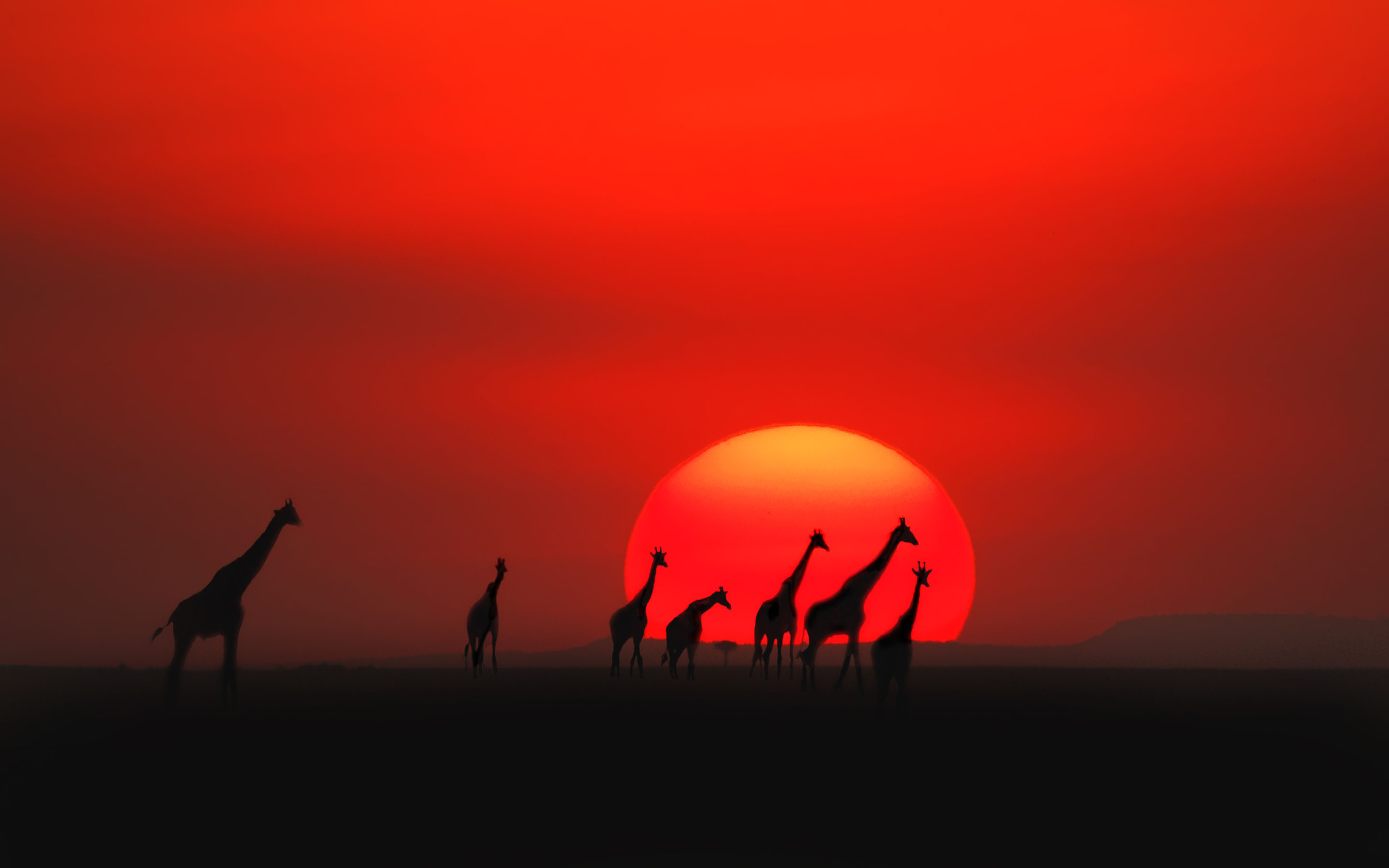 Giraffes On Sunset Background In Kenya - Kenya Sunset - HD Wallpaper 