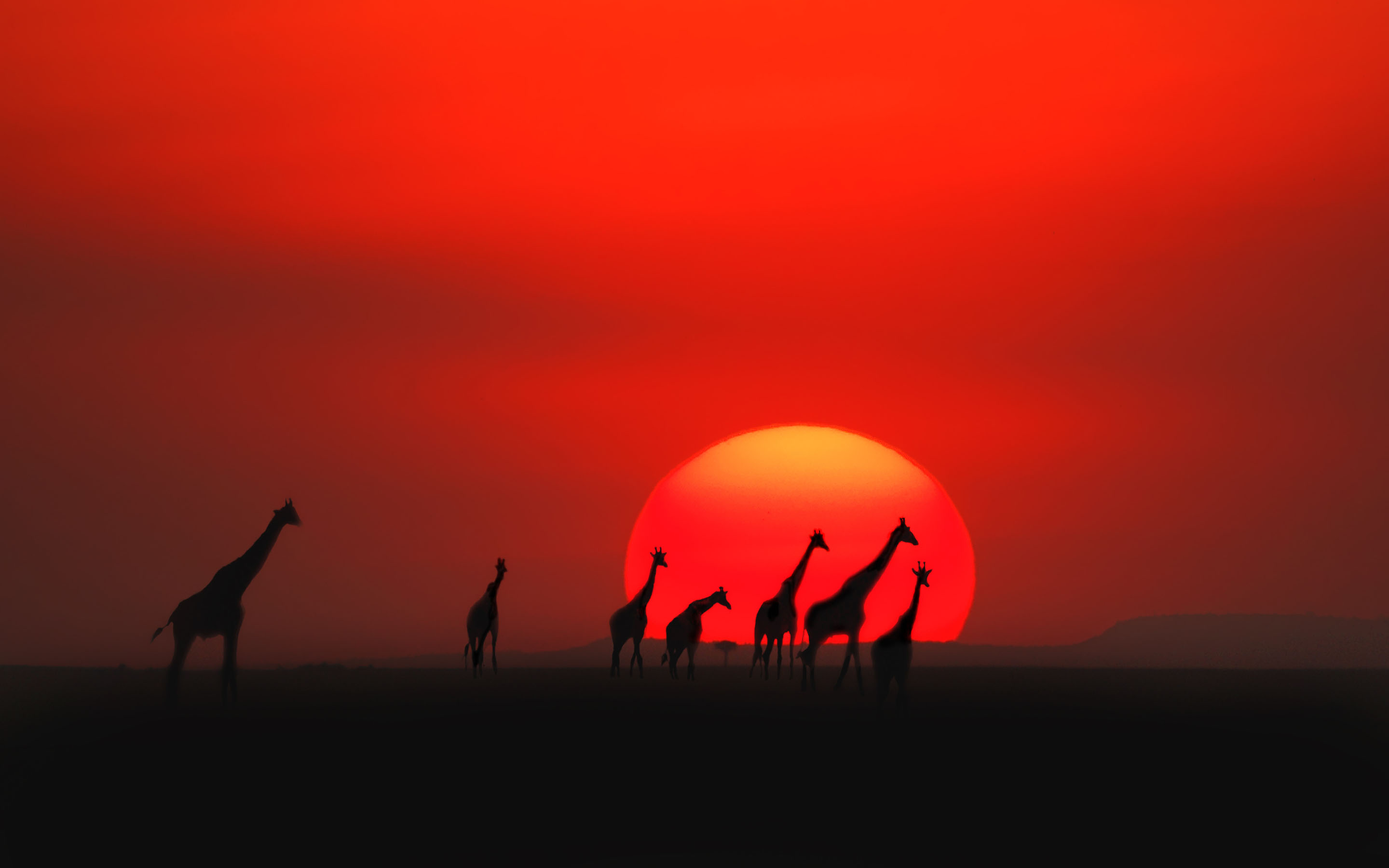 giraffe sunset wallpaper