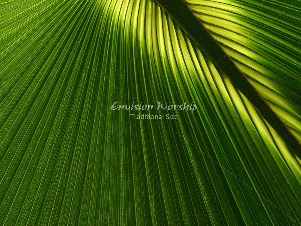 Close-up - HD Wallpaper 