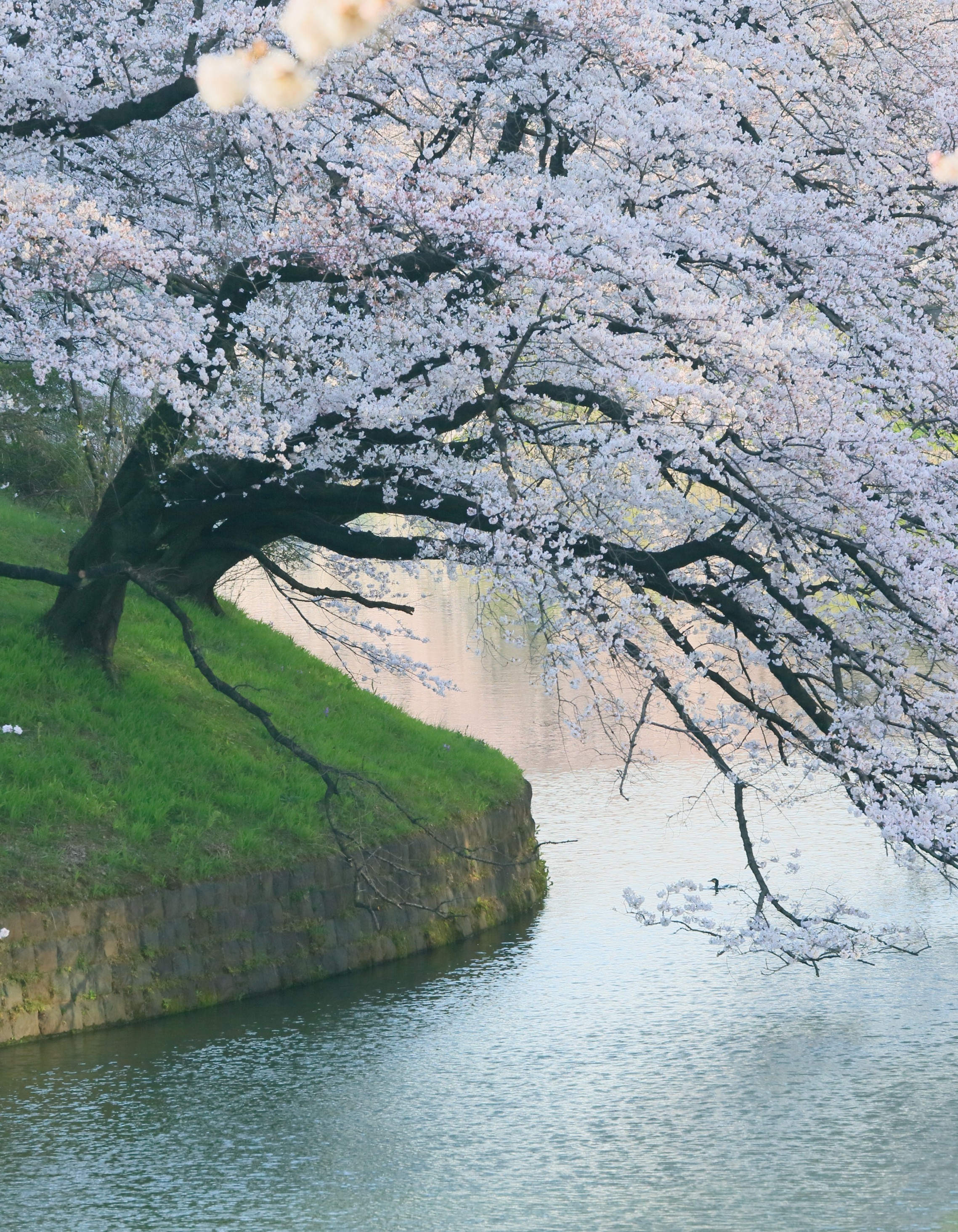 White Flowers, River, Spring, Beautiful Tree, Scenic - HD Wallpaper 