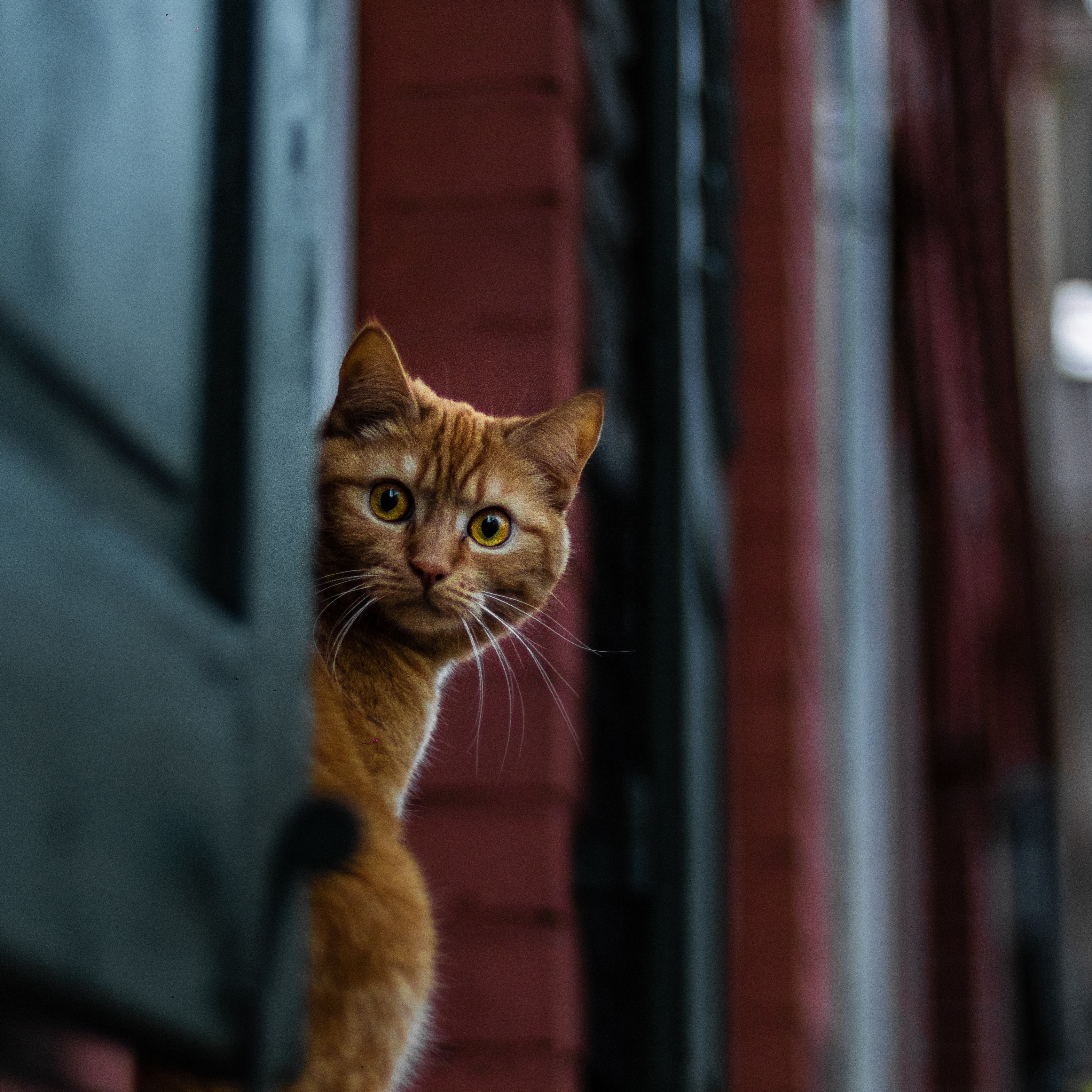 Wallpaper Cat, Spy, Sight, Wonder - Spy - HD Wallpaper 
