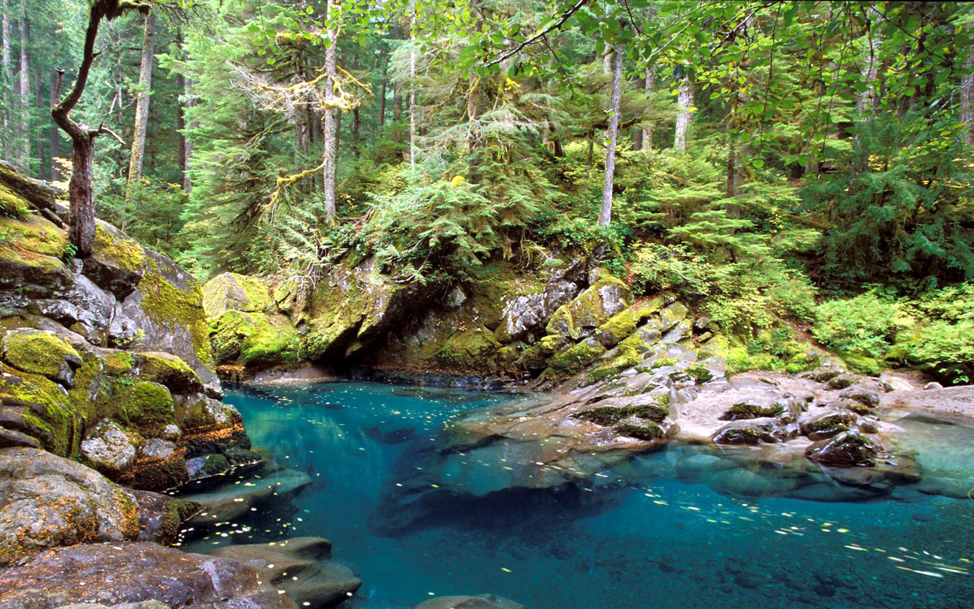 Beautiful River Nature Mobile Wallpaper - Ohanapecosh Mt Rainier - HD Wallpaper 